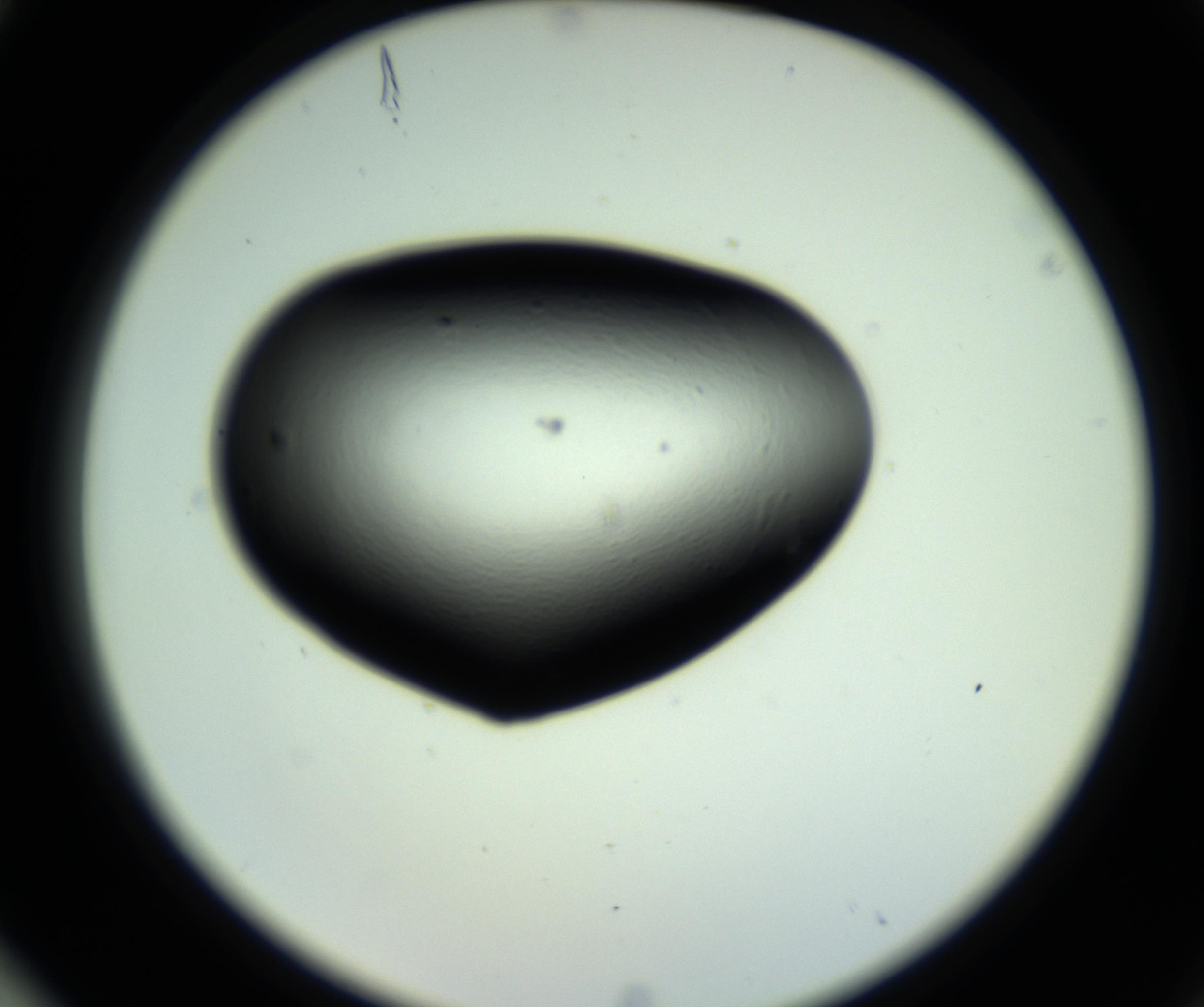 RI01_03_000_0212_Proj1_Clon1_MC_0000MC102808_006_161013_04_08_02_00_98_002_001_RAI.jpg