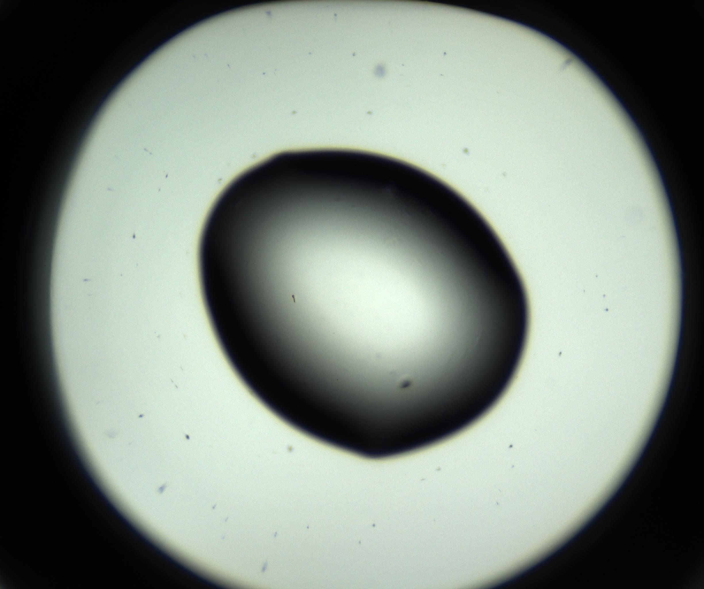 RI01_03_000_0212_Proj1_Clon1_MC_0000MC102808_006_161013_05_01_02_00_98_002_001_RAI.jpg