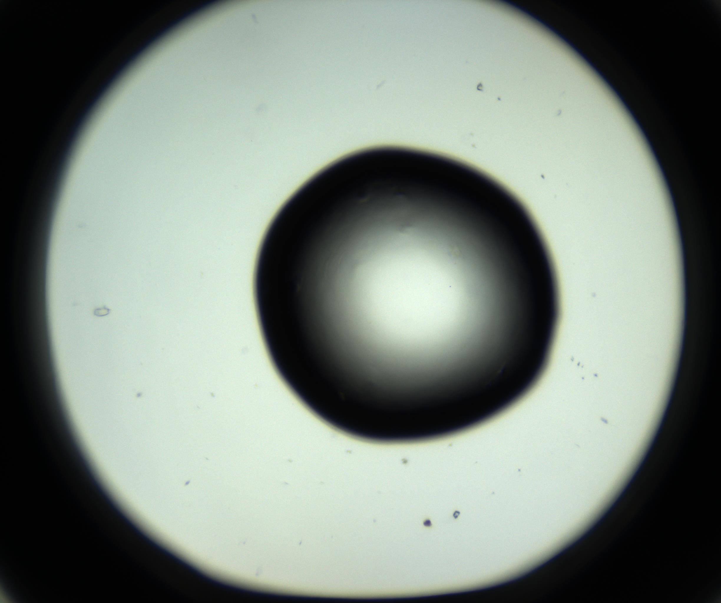 RI01_03_000_0212_Proj1_Clon1_MC_0000MC102808_006_161013_05_03_01_00_98_002_001_RAI.jpg