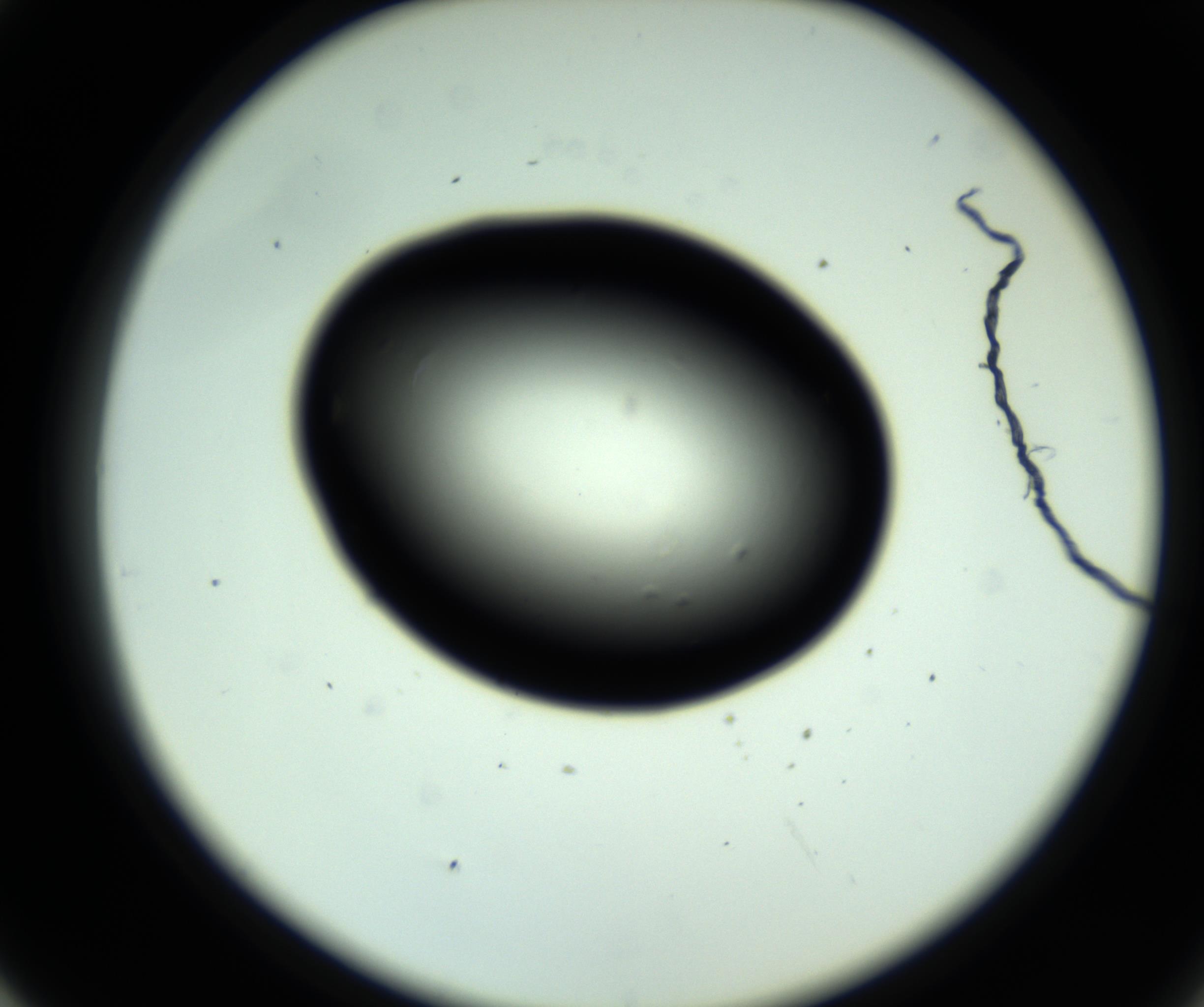 RI01_03_000_0212_Proj1_Clon1_MC_0000MC102808_006_161013_05_04_02_00_98_002_001_RAI.jpg