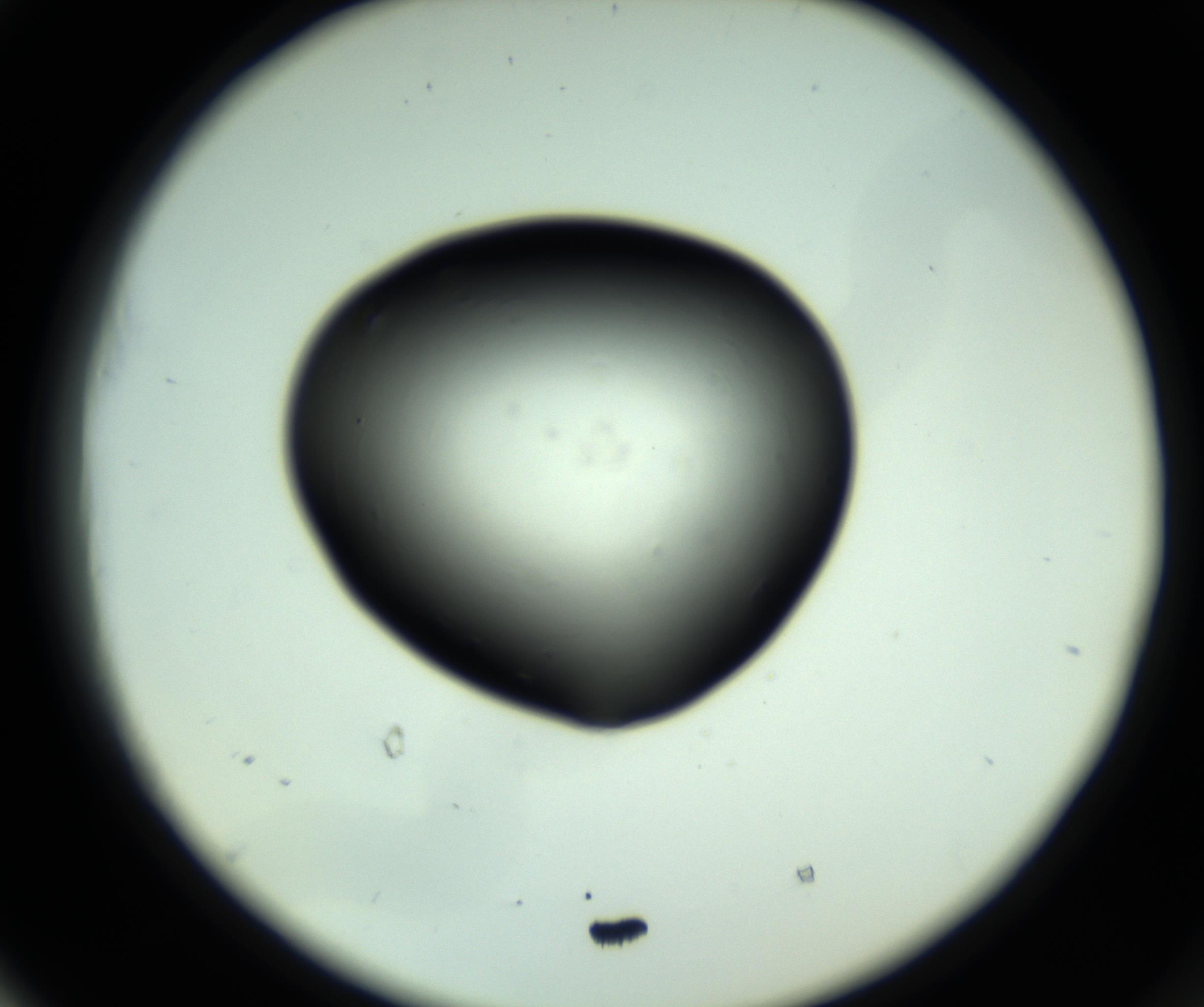 RI01_03_000_0212_Proj1_Clon1_MC_0000MC102808_006_161013_05_05_02_00_98_002_001_RAI.jpg