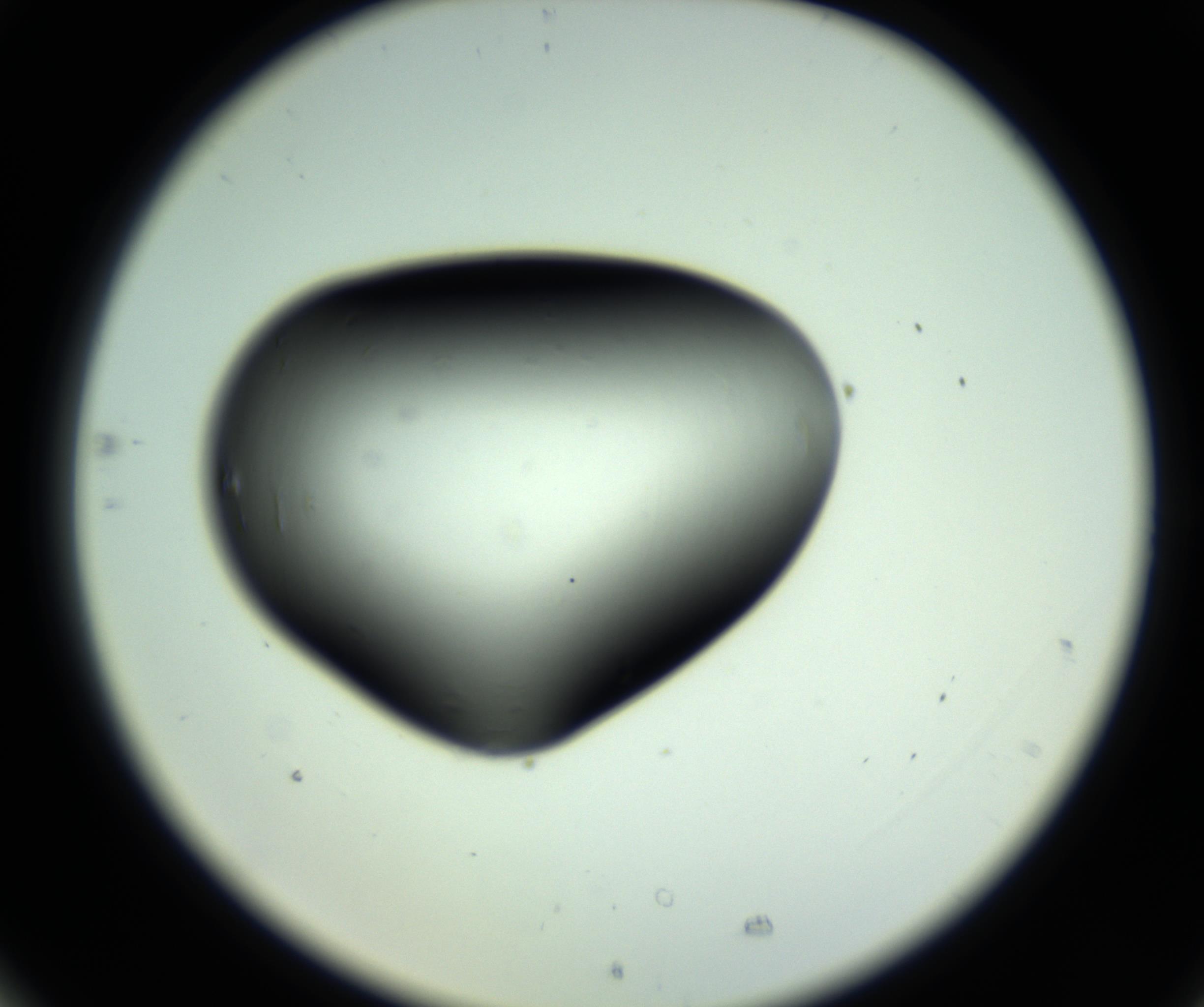 RI01_03_000_0212_Proj1_Clon1_MC_0000MC102808_006_161013_05_07_02_00_98_002_001_RAI.jpg