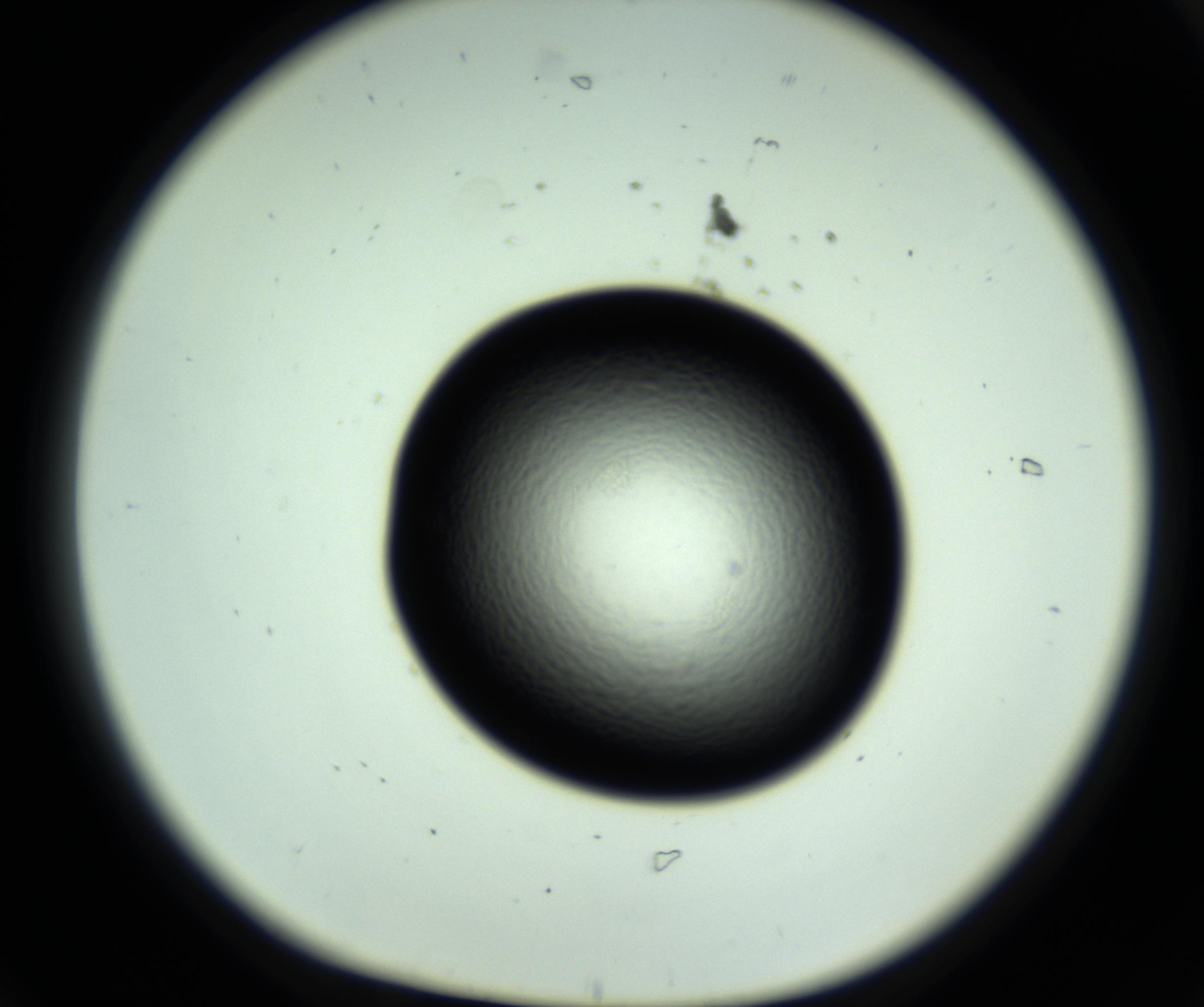 RI01_03_000_0212_Proj1_Clon1_MC_0000MC102808_006_161013_06_01_01_00_98_002_001_RAI.jpg