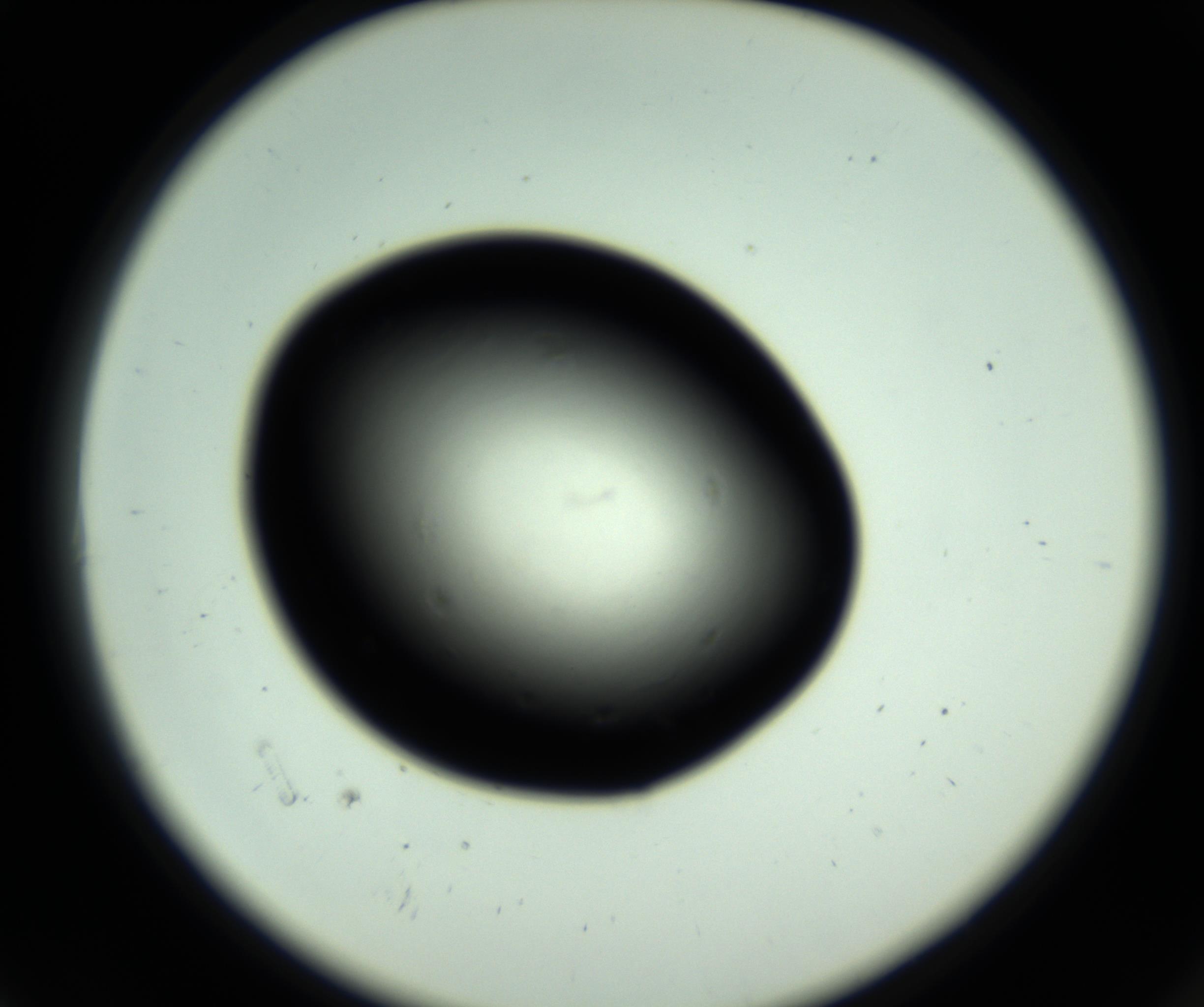 RI01_03_000_0212_Proj1_Clon1_MC_0000MC102808_006_161013_06_01_02_00_98_002_001_RAI.jpg