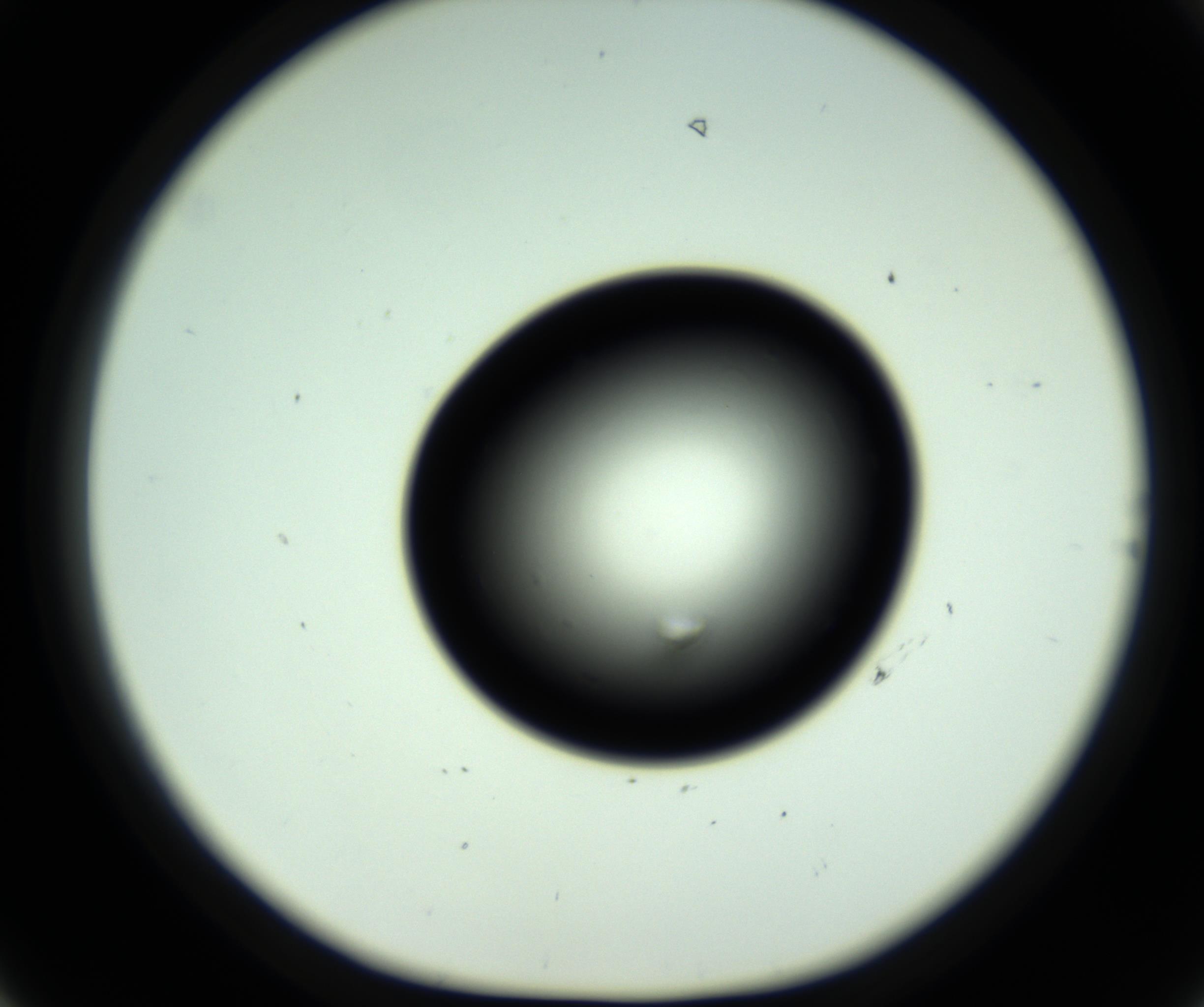 RI01_03_000_0212_Proj1_Clon1_MC_0000MC102808_006_161013_06_04_01_00_98_002_001_RAI.jpg