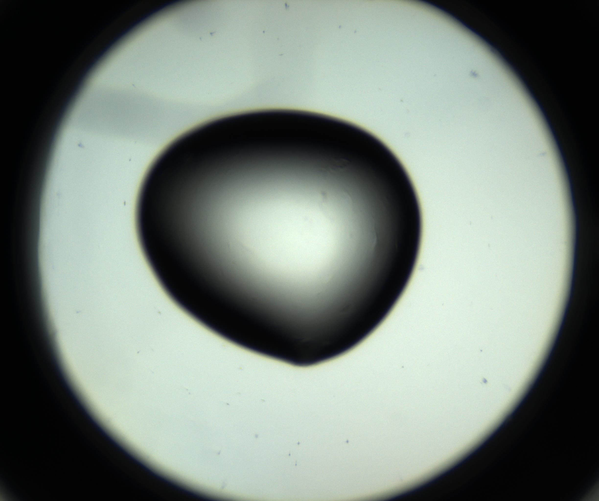 RI01_03_000_0212_Proj1_Clon1_MC_0000MC102808_006_161013_06_05_02_00_98_002_001_RAI.jpg