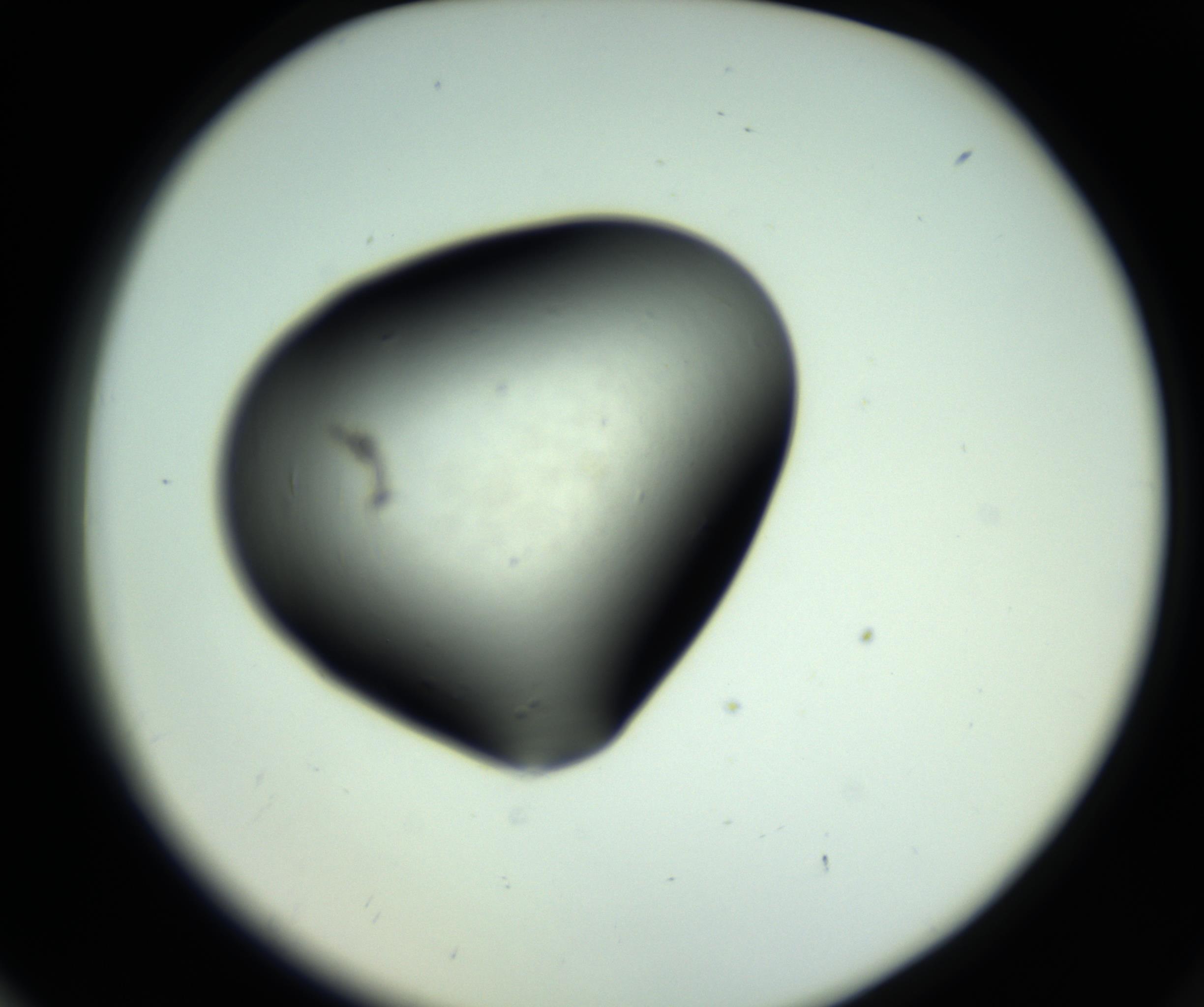RI01_03_000_0212_Proj1_Clon1_MC_0000MC102808_006_161013_06_07_02_00_98_002_001_RAI.jpg
