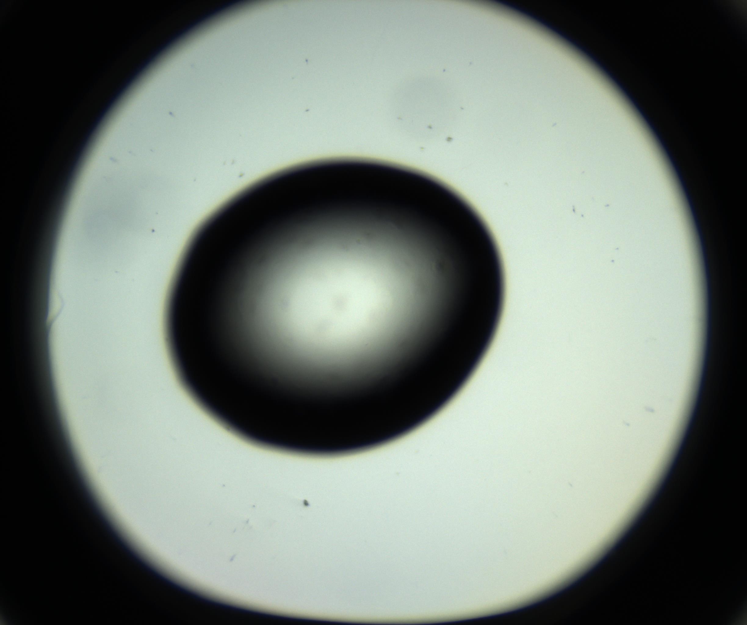 RI01_03_000_0212_Proj1_Clon1_MC_0000MC102808_006_161013_06_08_01_00_98_002_001_RAI.jpg
