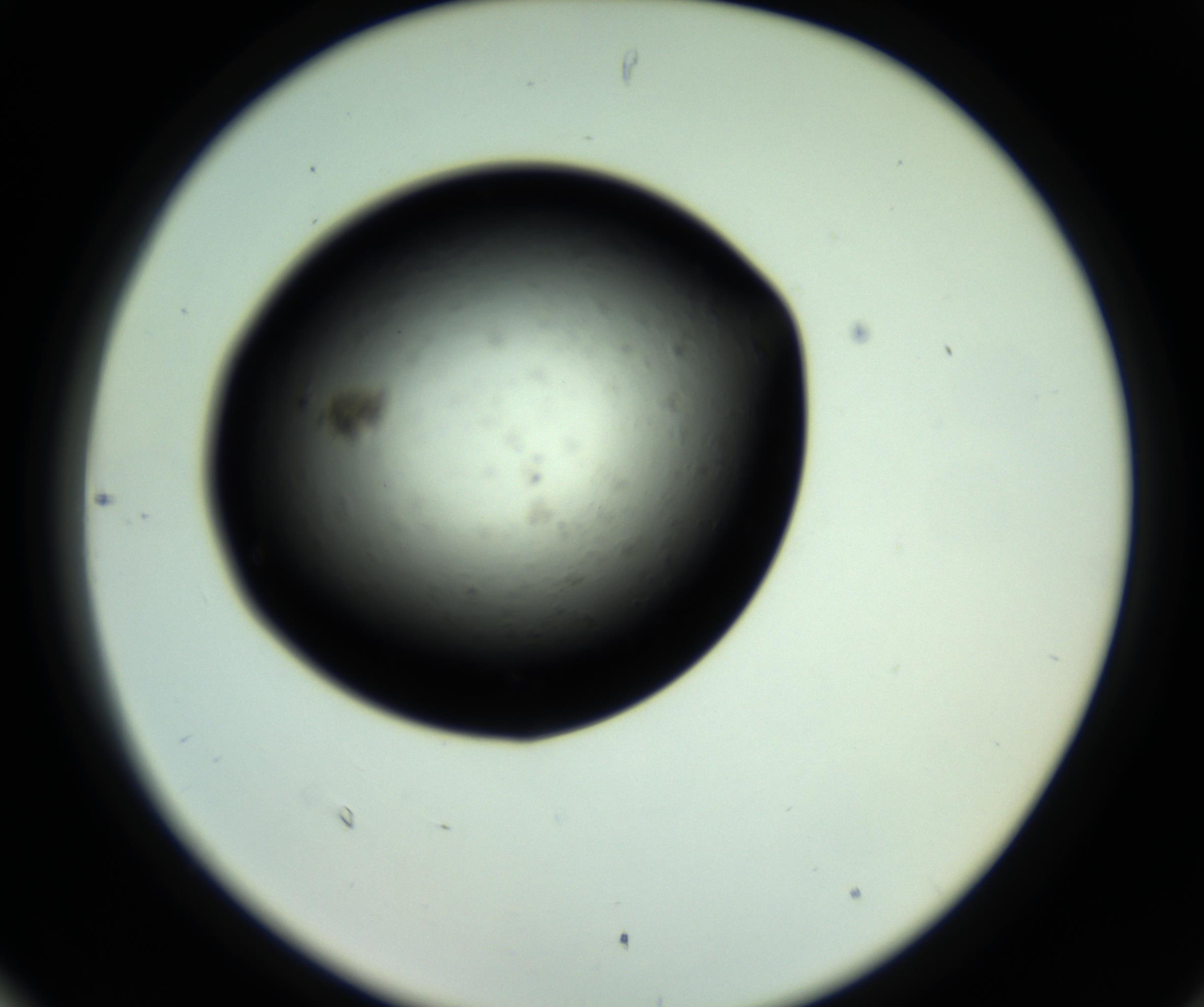 RI01_03_000_0212_Proj1_Clon1_MC_0000MC102808_006_161013_06_08_02_00_98_002_001_RAI.jpg