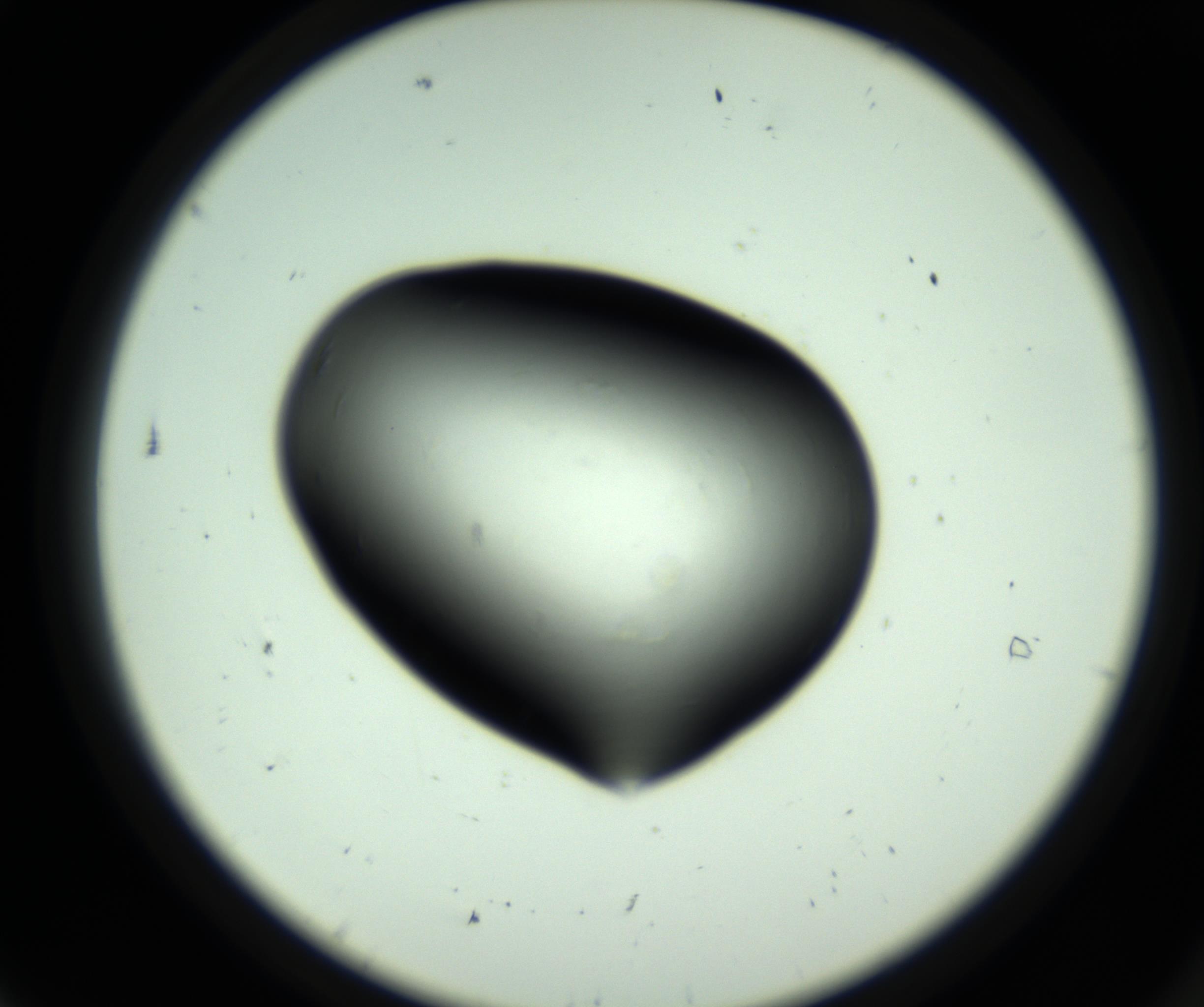 RI01_03_000_0212_Proj1_Clon1_MC_0000MC102808_006_161013_07_01_02_00_98_002_001_RAI.jpg