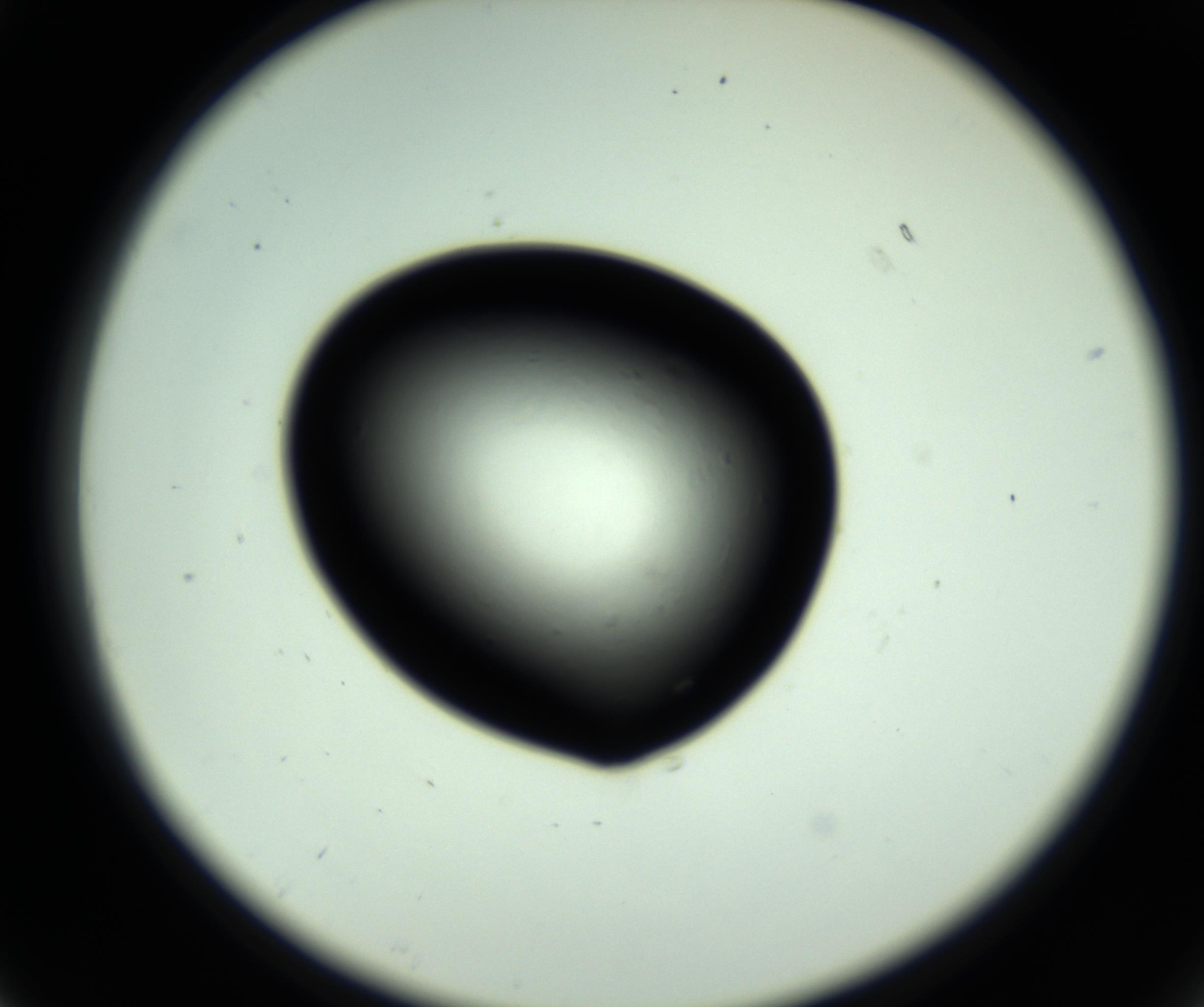 RI01_03_000_0212_Proj1_Clon1_MC_0000MC102808_006_161013_07_02_02_00_98_002_001_RAI.jpg
