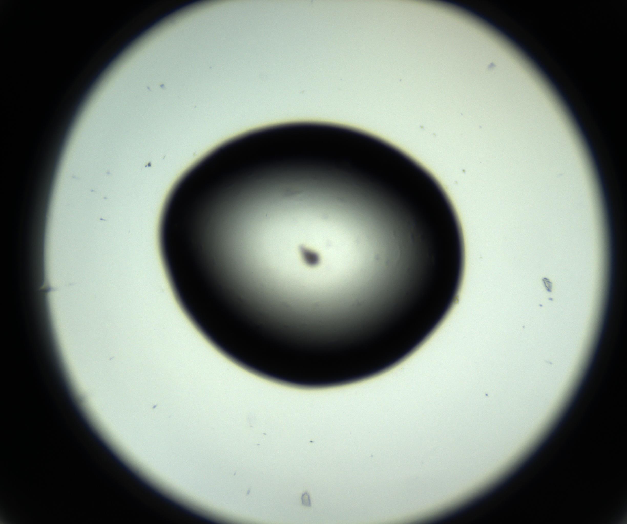 RI01_03_000_0212_Proj1_Clon1_MC_0000MC102808_006_161013_07_03_02_00_98_002_001_RAI.jpg