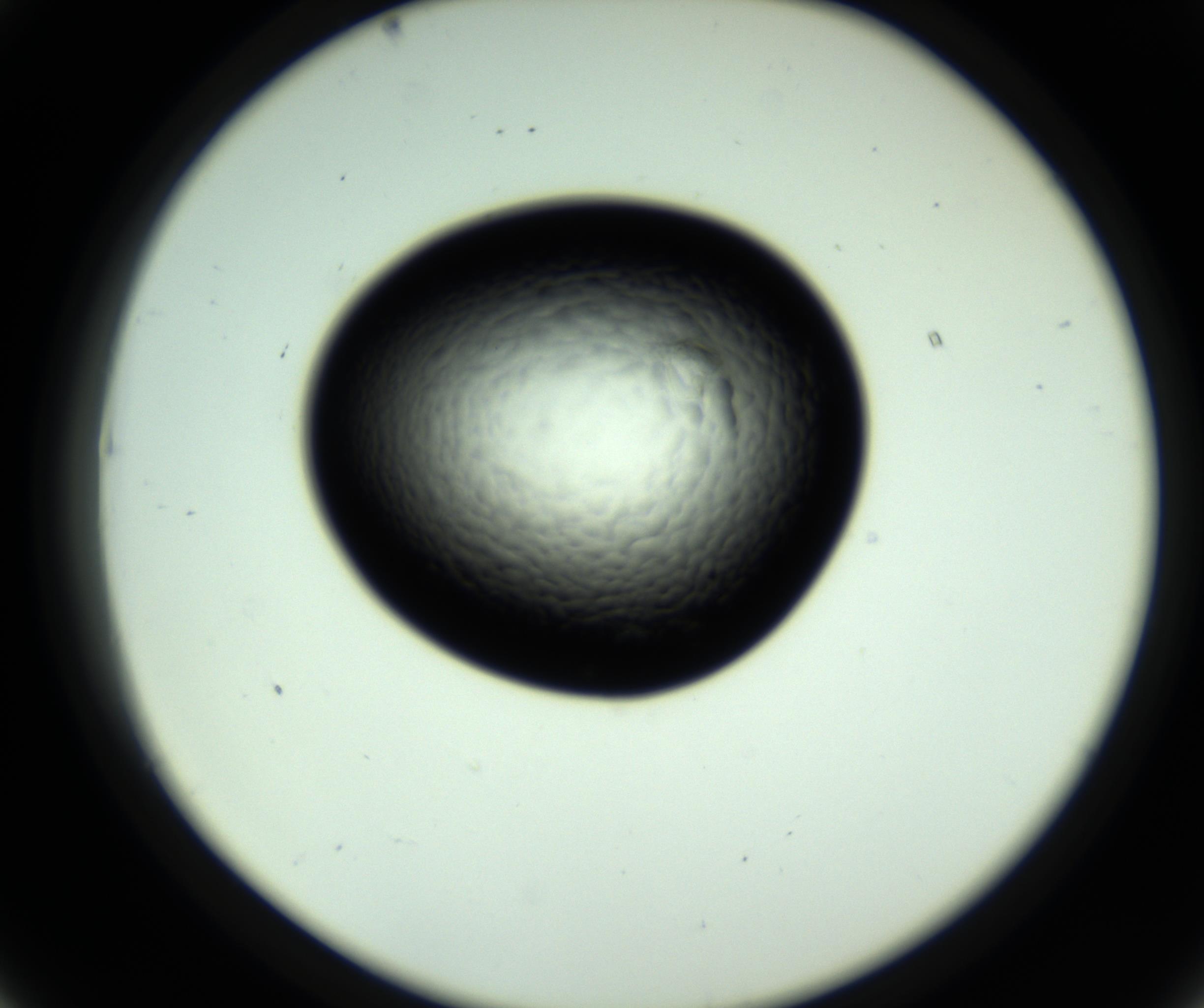 RI01_03_000_0212_Proj1_Clon1_MC_0000MC102808_006_161013_07_04_02_00_98_002_001_RAI.jpg