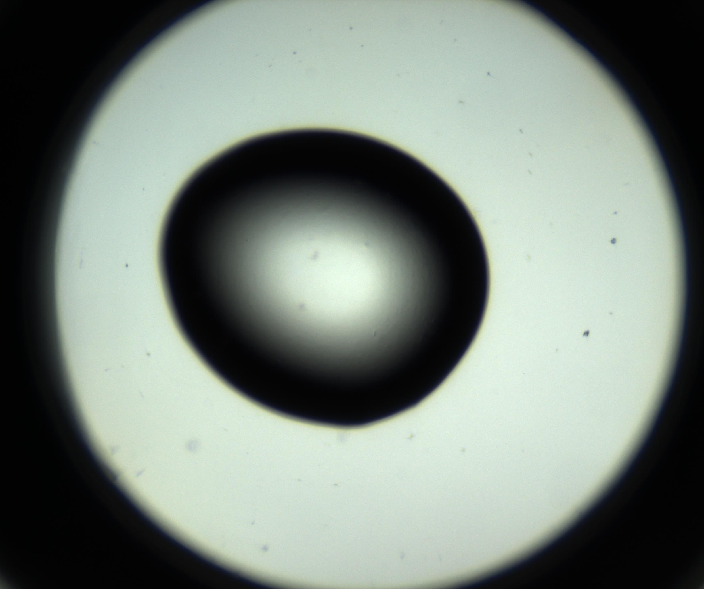 RI01_03_000_0212_Proj1_Clon1_MC_0000MC102808_006_161013_07_05_02_00_98_002_001_RAI.jpg
