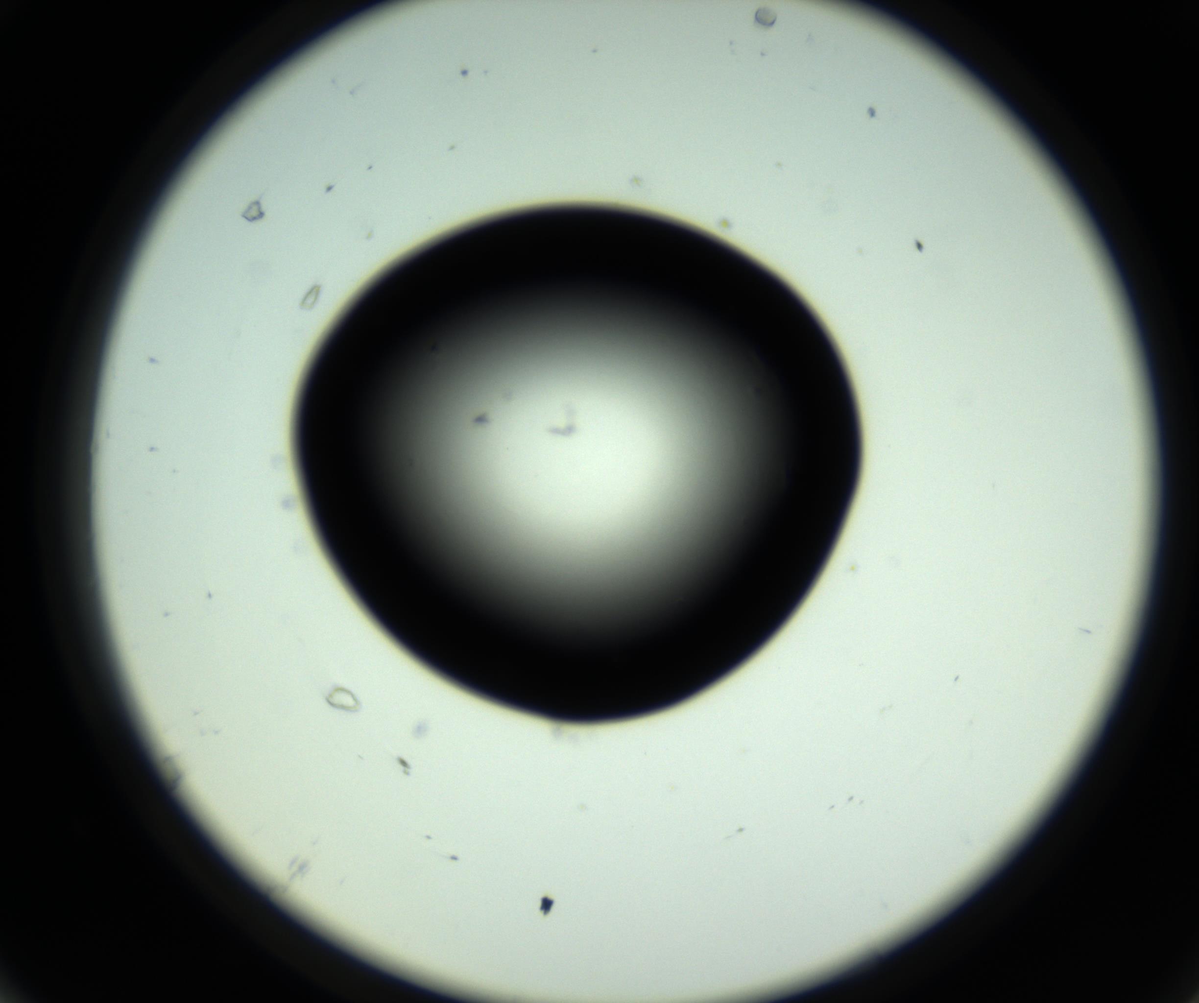 RI01_03_000_0212_Proj1_Clon1_MC_0000MC102808_006_161013_07_06_02_00_98_002_001_RAI.jpg