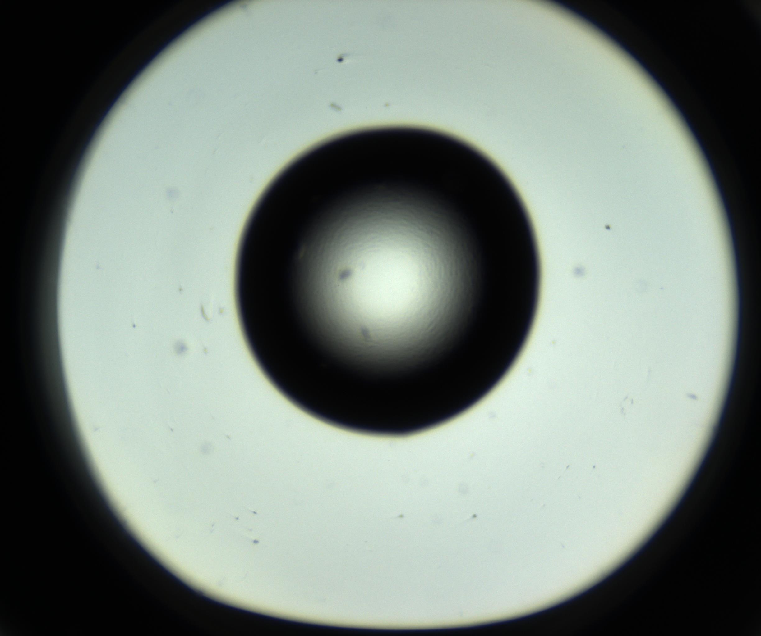 RI01_03_000_0212_Proj1_Clon1_MC_0000MC102808_006_161013_07_07_01_00_98_002_001_RAI.jpg