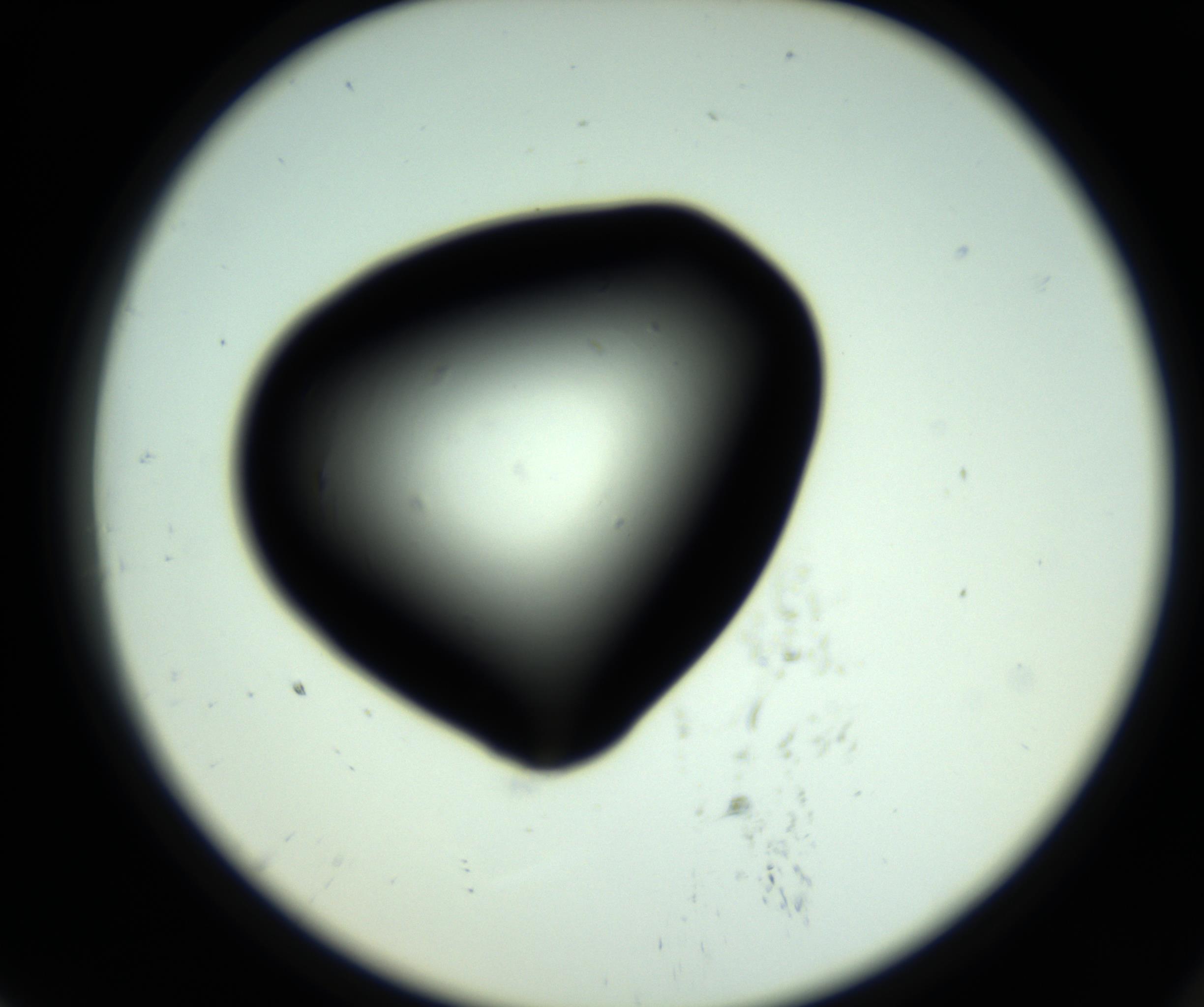 RI01_03_000_0212_Proj1_Clon1_MC_0000MC102808_006_161013_07_07_02_00_98_002_001_RAI.jpg