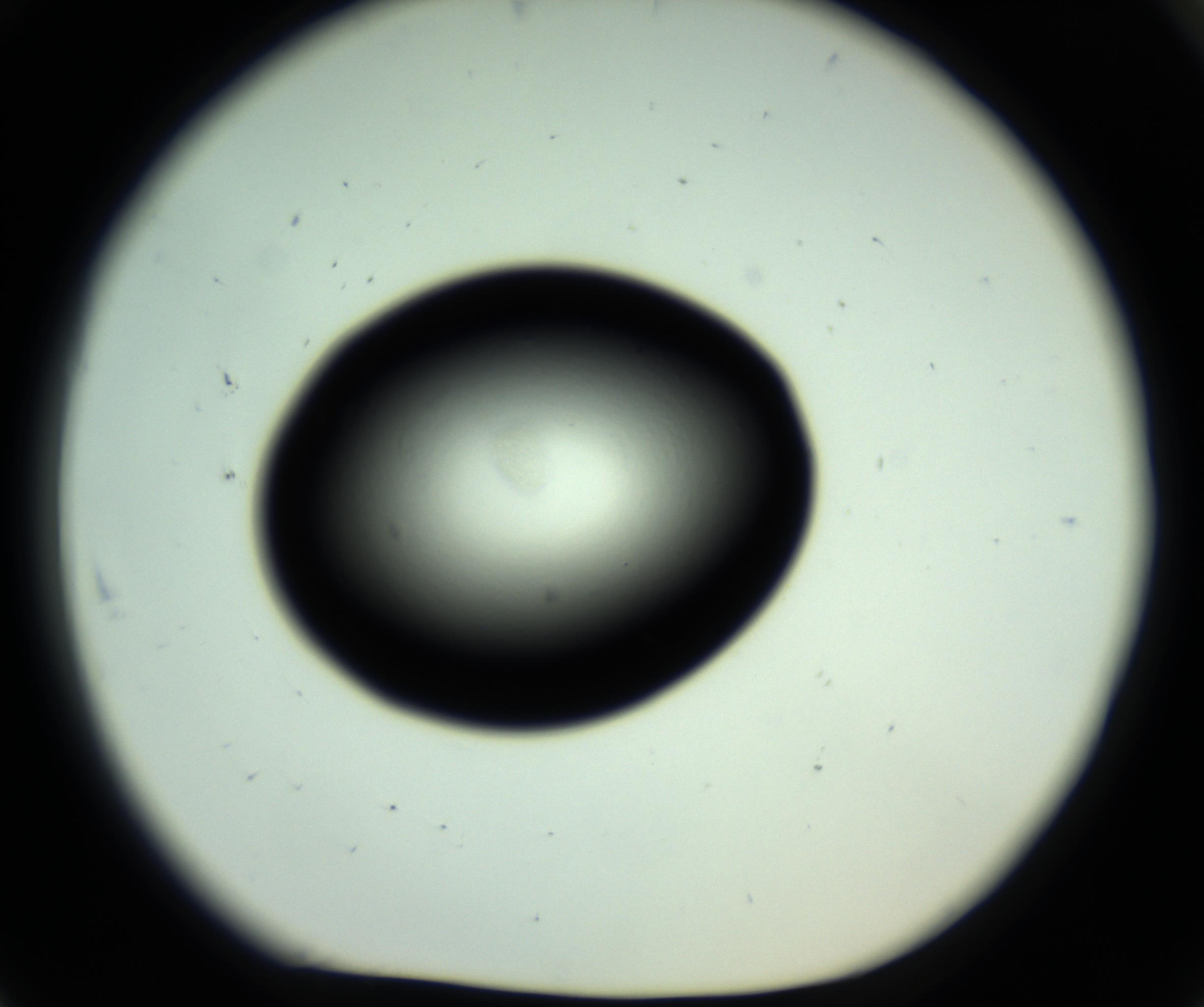 RI01_03_000_0212_Proj1_Clon1_MC_0000MC102808_006_161013_07_08_01_00_98_002_001_RAI.jpg