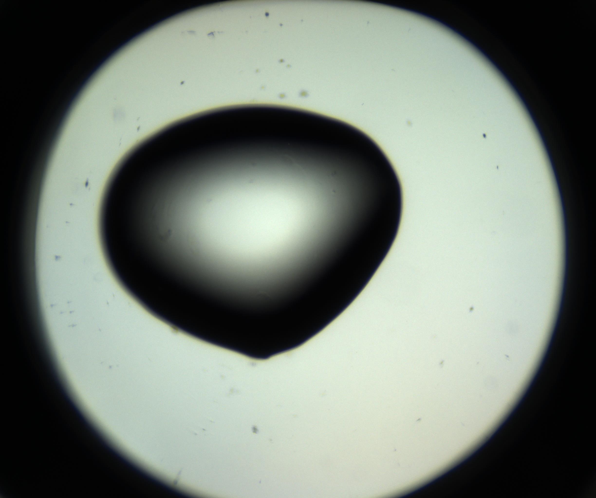RI01_03_000_0212_Proj1_Clon1_MC_0000MC102808_006_161013_07_08_02_00_98_002_001_RAI.jpg