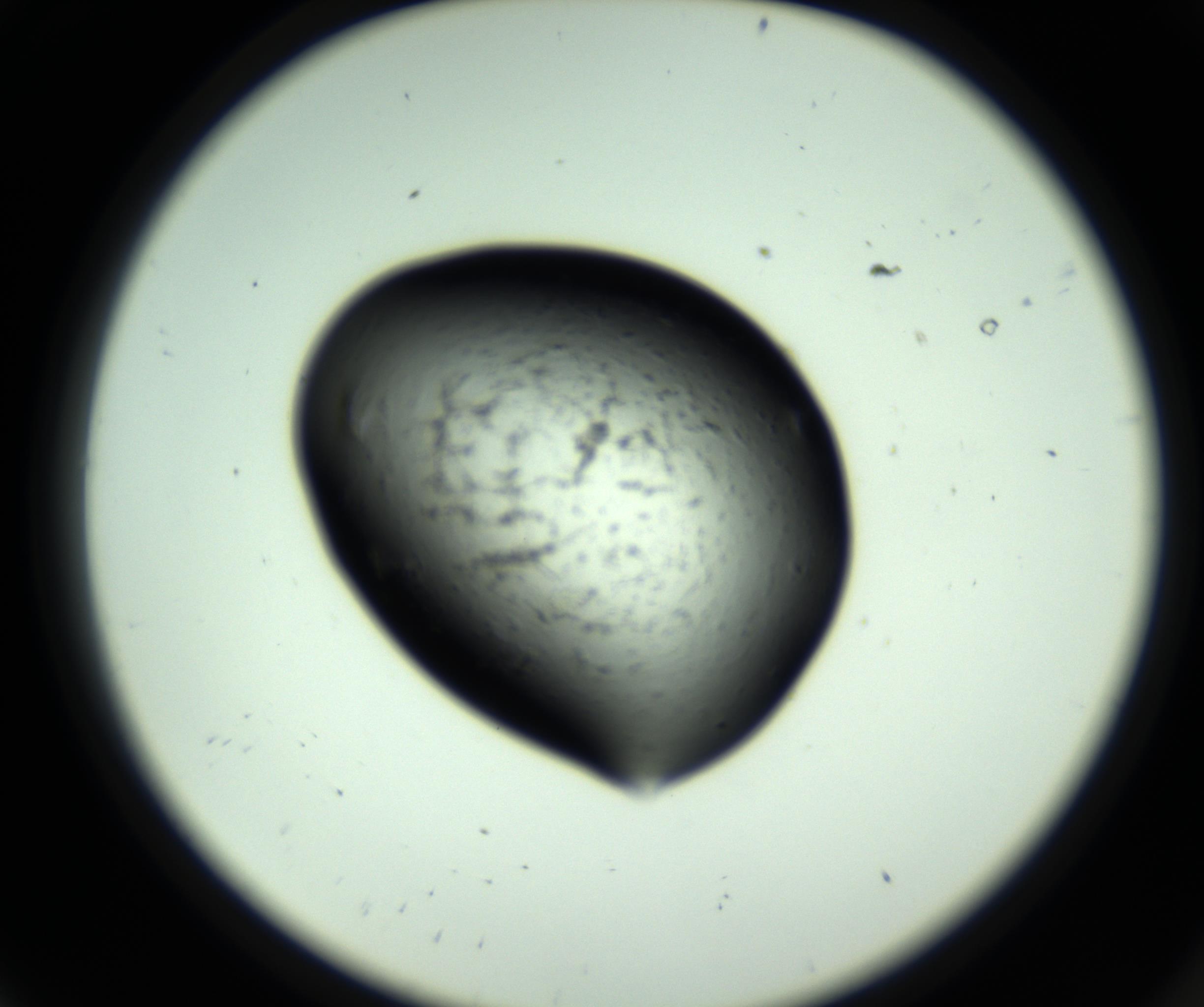RI01_03_000_0212_Proj1_Clon1_MC_0000MC102808_006_161013_08_01_02_00_98_002_001_RAI.jpg