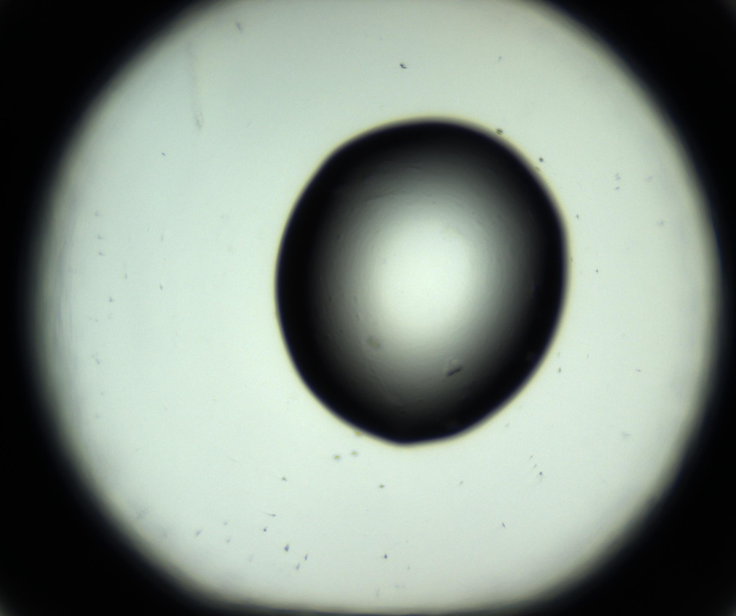 RI01_03_000_0212_Proj1_Clon1_MC_0000MC102808_006_161013_08_02_01_00_98_002_001_RAI.jpg
