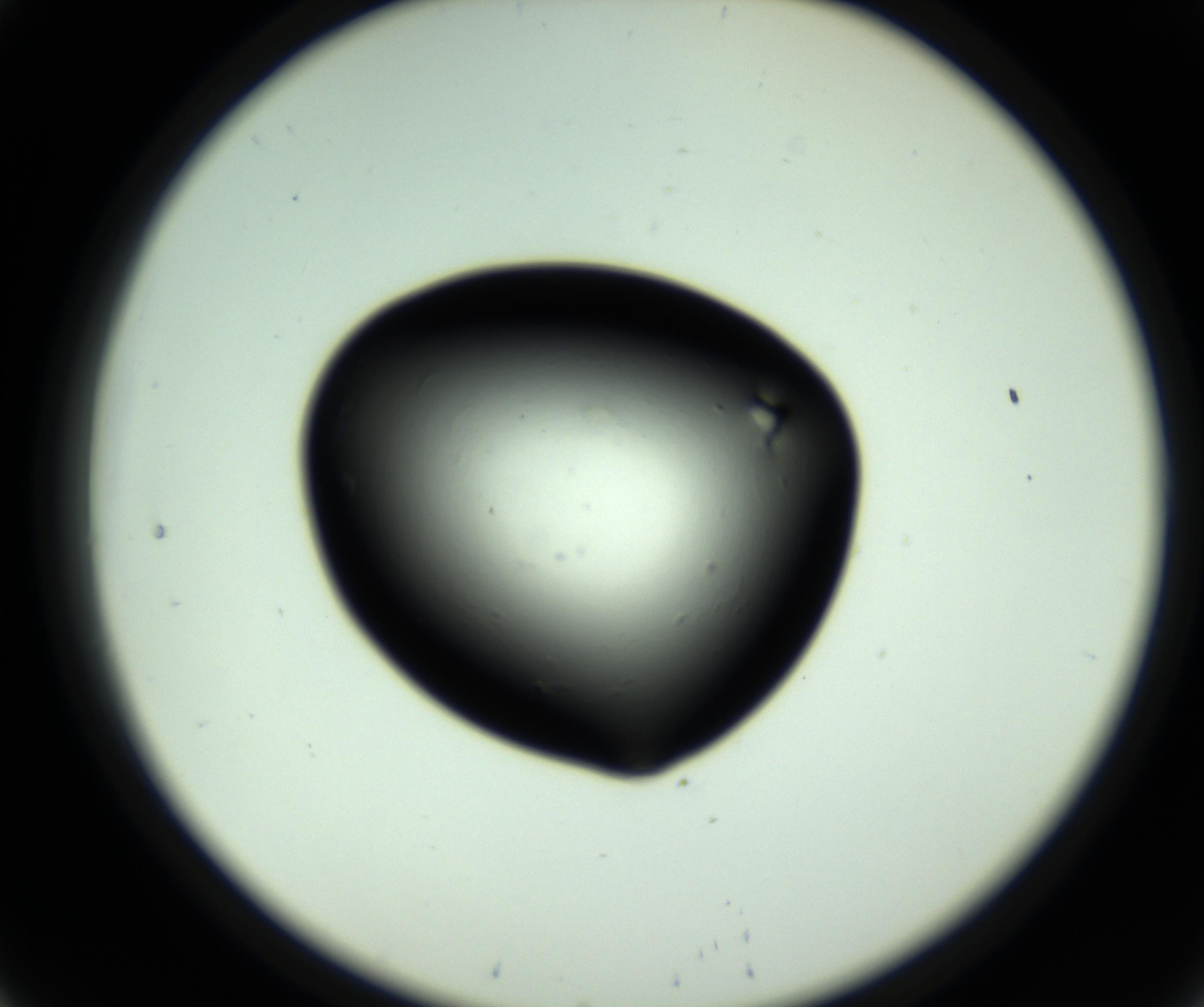RI01_03_000_0212_Proj1_Clon1_MC_0000MC102808_006_161013_08_02_02_00_98_002_001_RAI.jpg