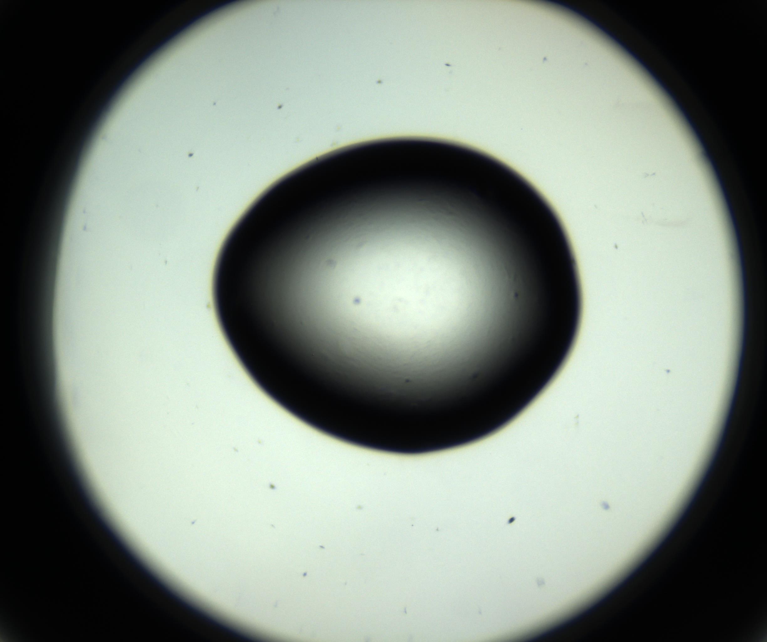 RI01_03_000_0212_Proj1_Clon1_MC_0000MC102808_006_161013_08_03_02_00_98_002_001_RAI.jpg