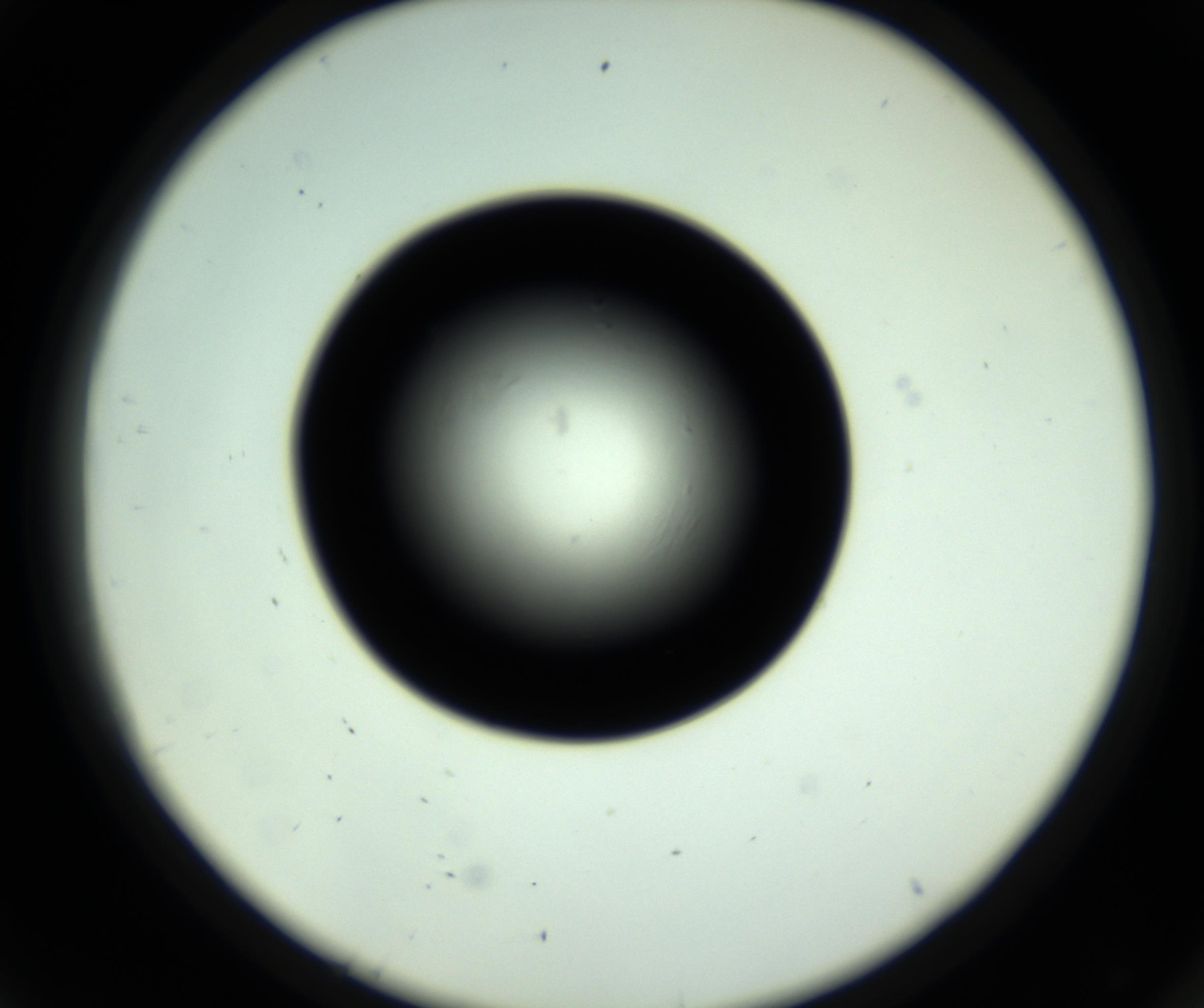 RI01_03_000_0212_Proj1_Clon1_MC_0000MC102808_006_161013_08_04_02_00_98_002_001_RAI.jpg
