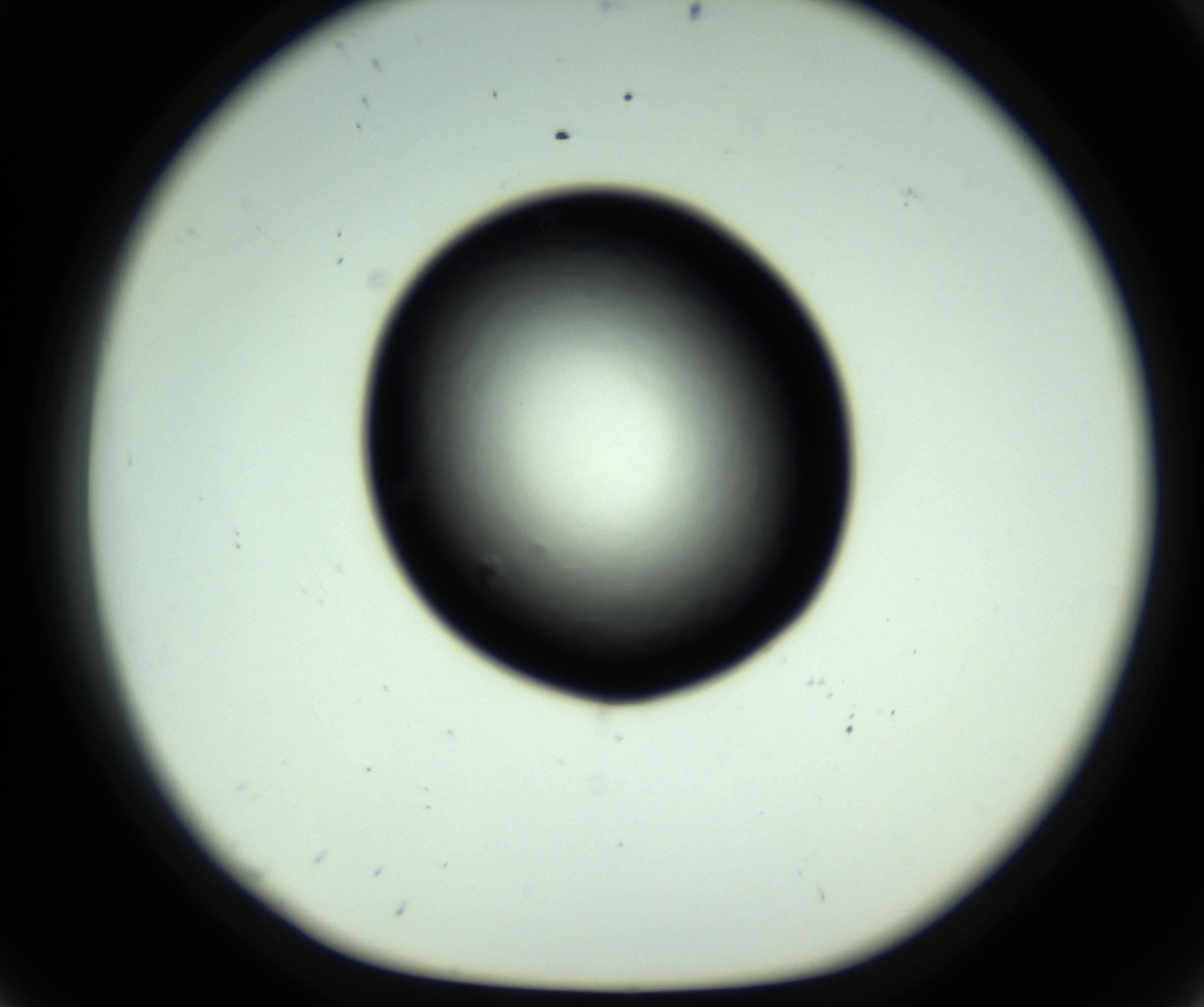 RI01_03_000_0212_Proj1_Clon1_MC_0000MC102808_006_161013_08_05_01_00_98_002_001_RAI.jpg