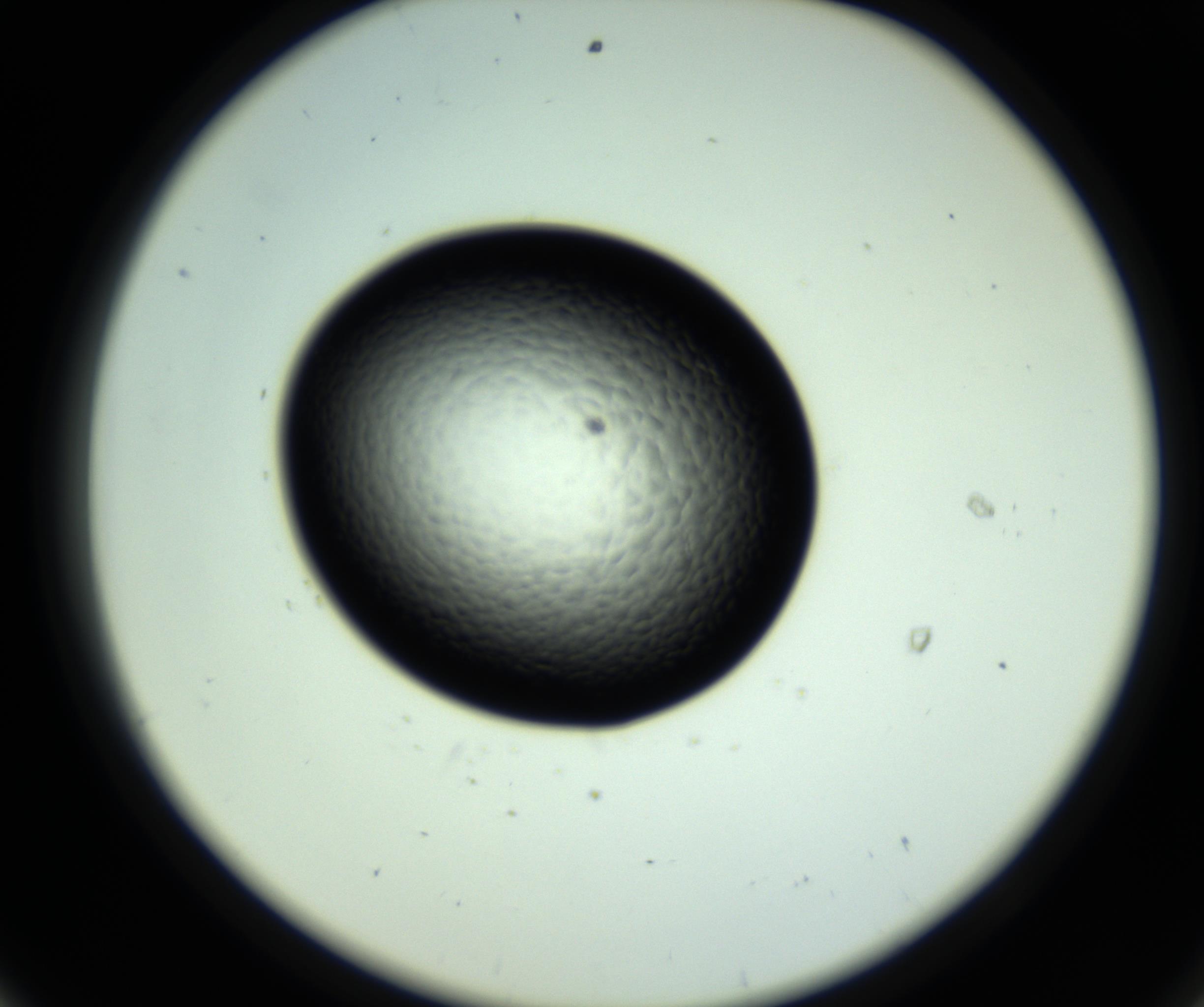 RI01_03_000_0212_Proj1_Clon1_MC_0000MC102808_006_161013_08_05_02_00_98_002_001_RAI.jpg