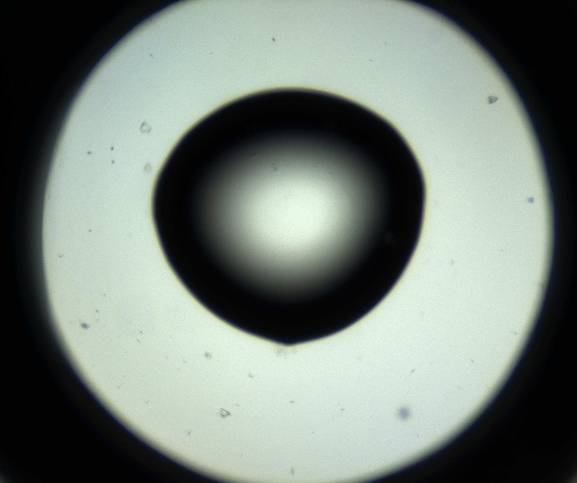 RI01_03_000_0212_Proj1_Clon1_MC_0000MC102808_006_161013_08_06_02_00_98_002_001_RAI.jpg