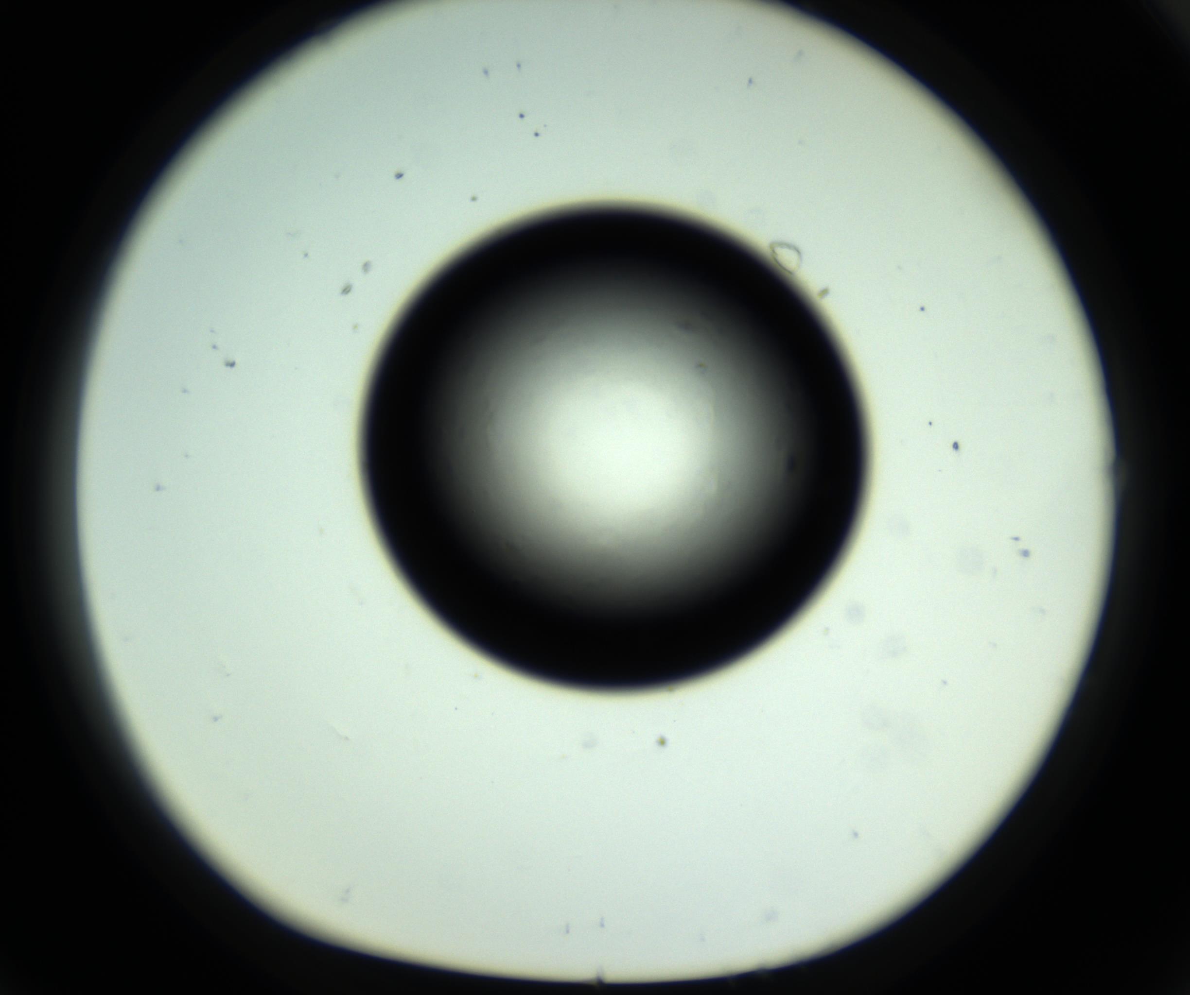 RI01_03_000_0212_Proj1_Clon1_MC_0000MC102808_006_161013_08_07_01_00_98_002_001_RAI.jpg