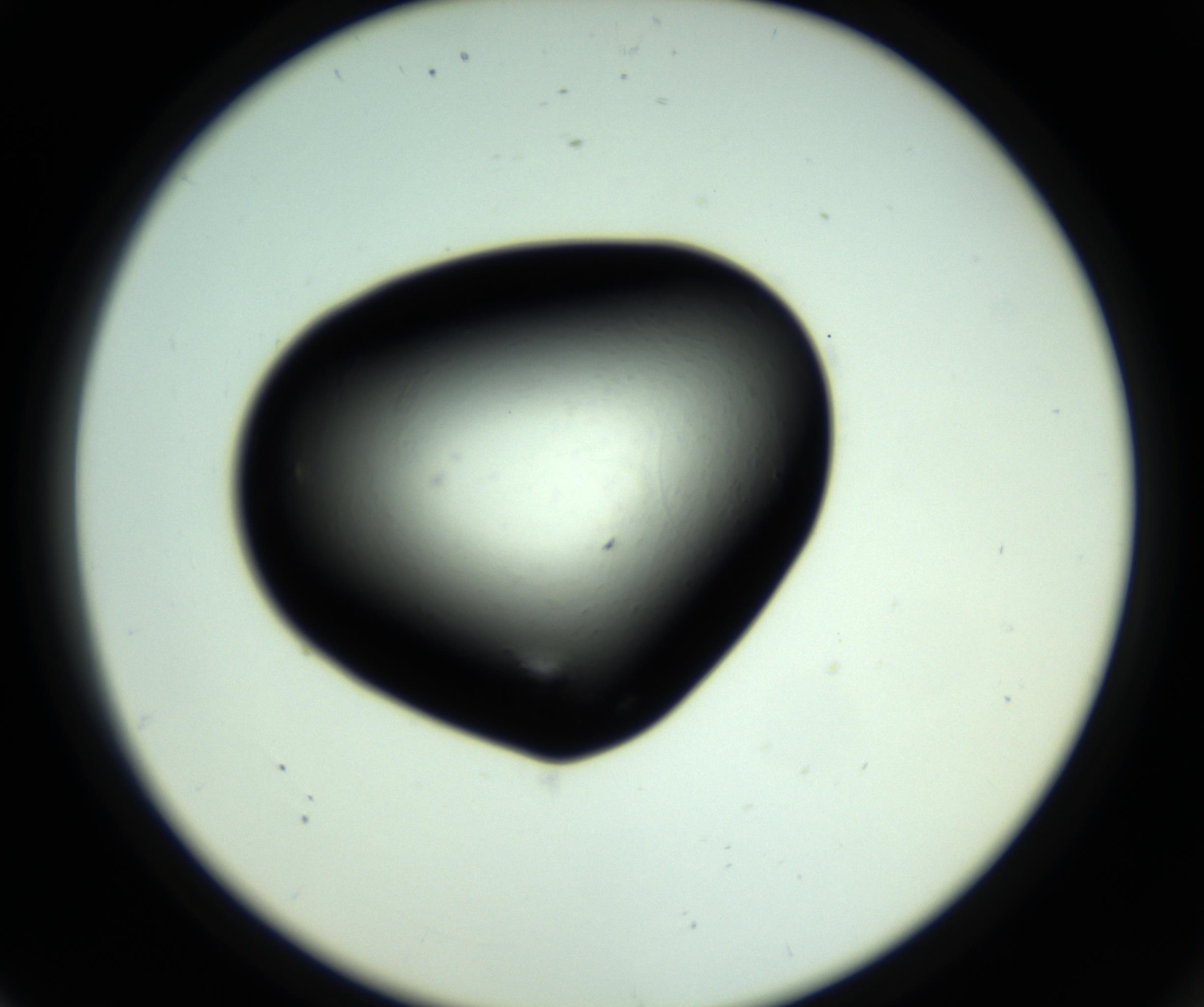 RI01_03_000_0212_Proj1_Clon1_MC_0000MC102808_006_161013_08_07_02_00_98_002_001_RAI.jpg