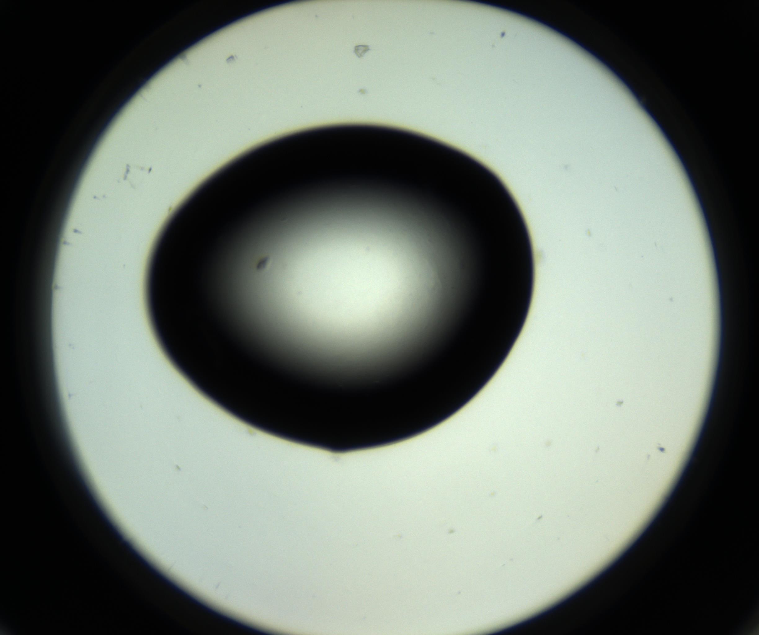RI01_03_000_0212_Proj1_Clon1_MC_0000MC102808_006_161013_08_08_02_00_98_002_001_RAI.jpg