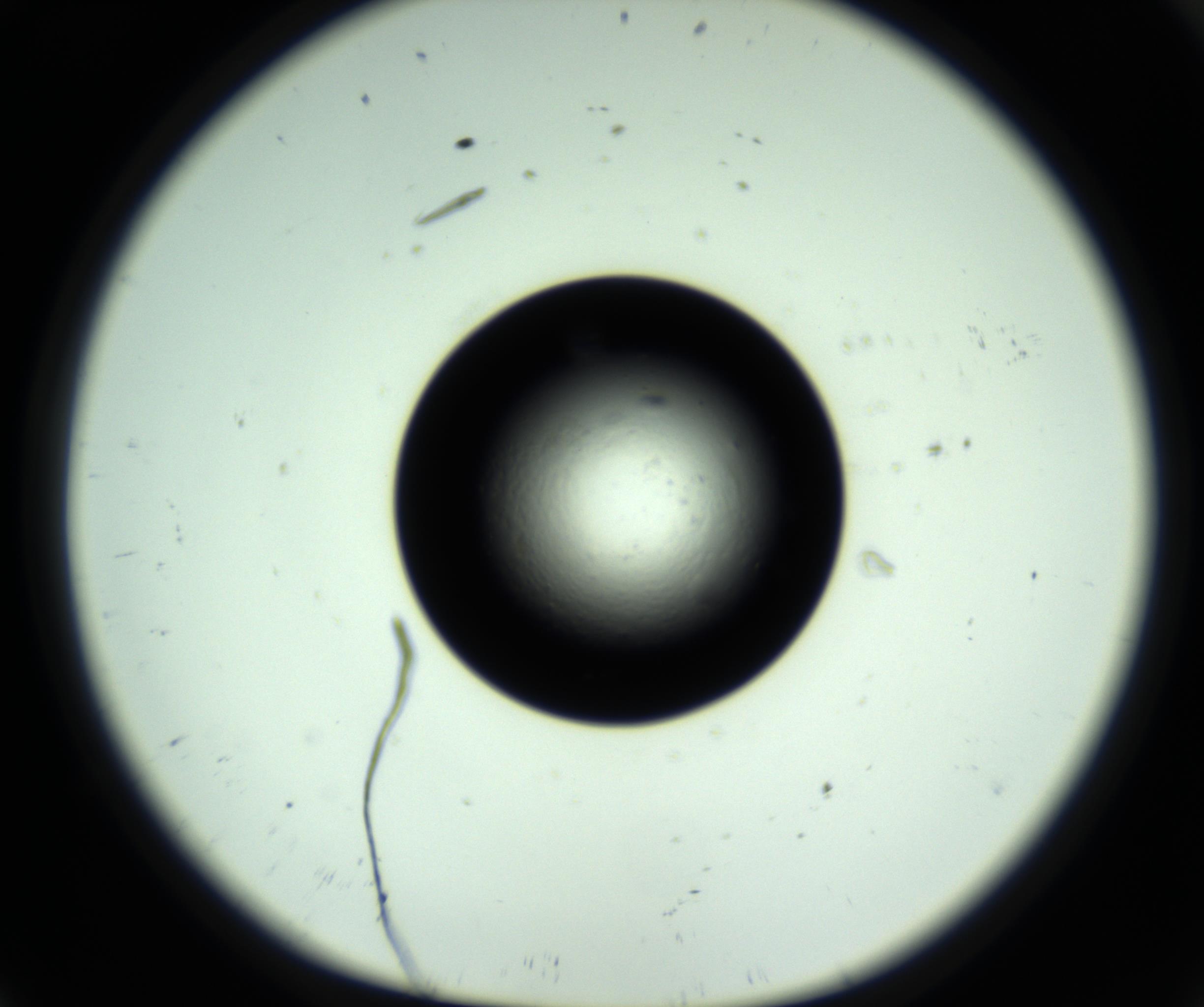 RI01_03_000_0212_Proj1_Clon1_MC_0000MC102808_006_161013_09_01_01_00_98_002_001_RAI.jpg