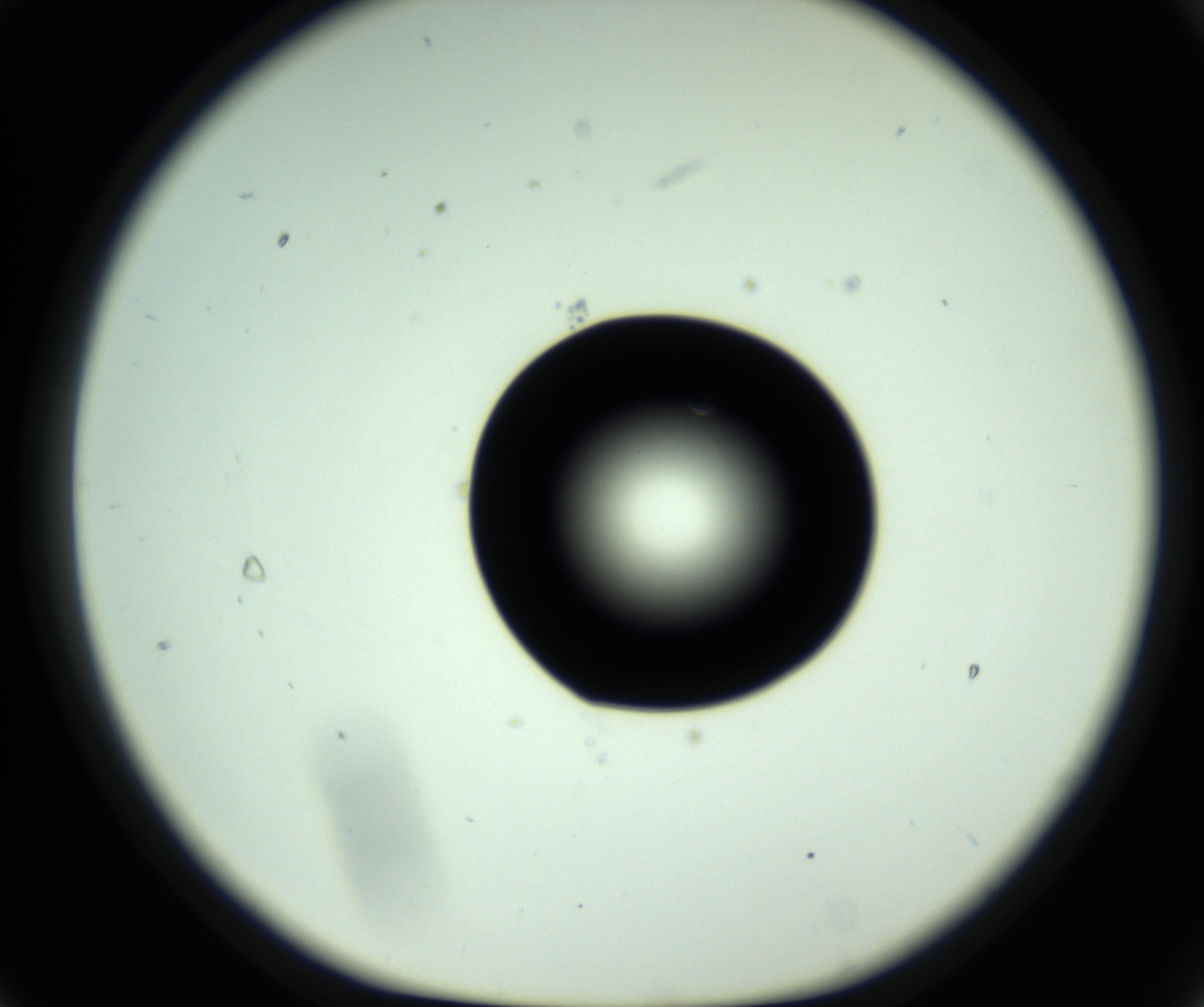 RI01_03_000_0212_Proj1_Clon1_MC_0000MC102808_006_161013_09_02_01_00_98_002_001_RAI.jpg