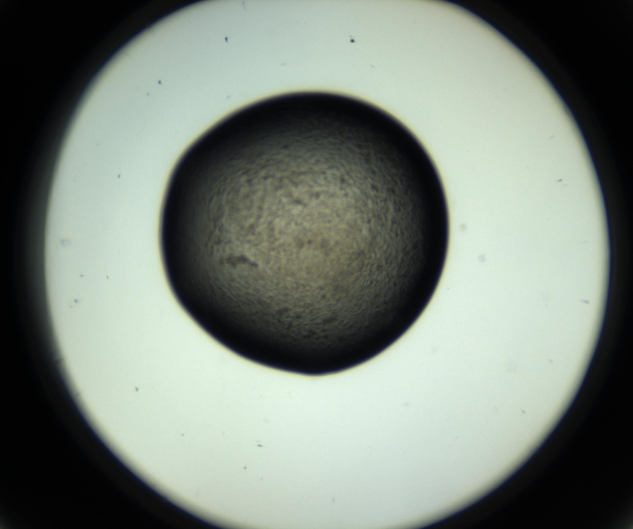 RI01_03_000_0212_Proj1_Clon1_MC_0000MC102808_006_161013_09_04_02_00_98_002_001_RAI.jpg