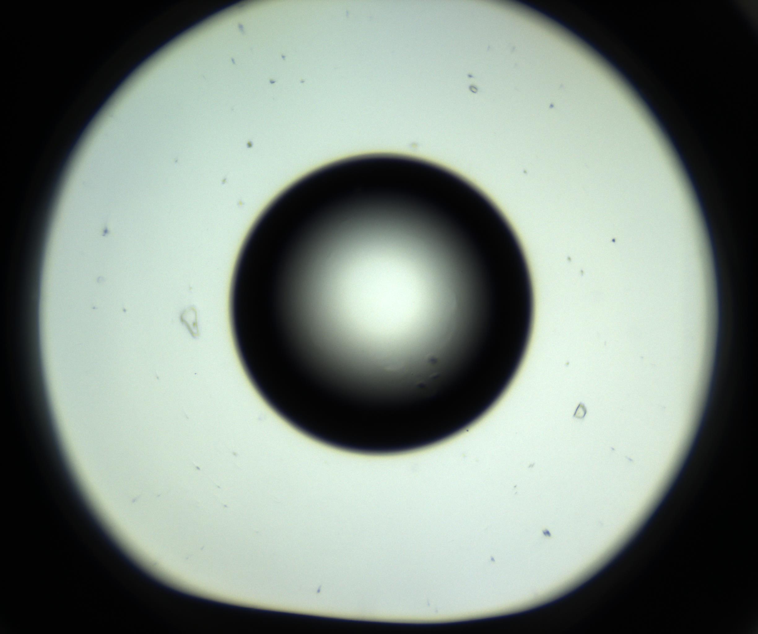 RI01_03_000_0212_Proj1_Clon1_MC_0000MC102808_006_161013_09_07_01_00_98_002_001_RAI.jpg