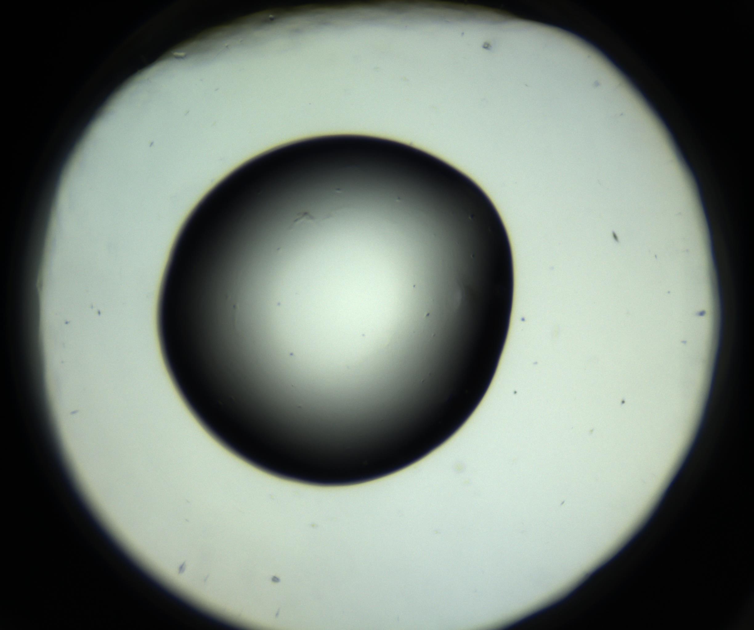 RI01_03_000_0212_Proj1_Clon1_MC_0000MC102808_006_161013_09_07_02_00_98_002_001_RAI.jpg