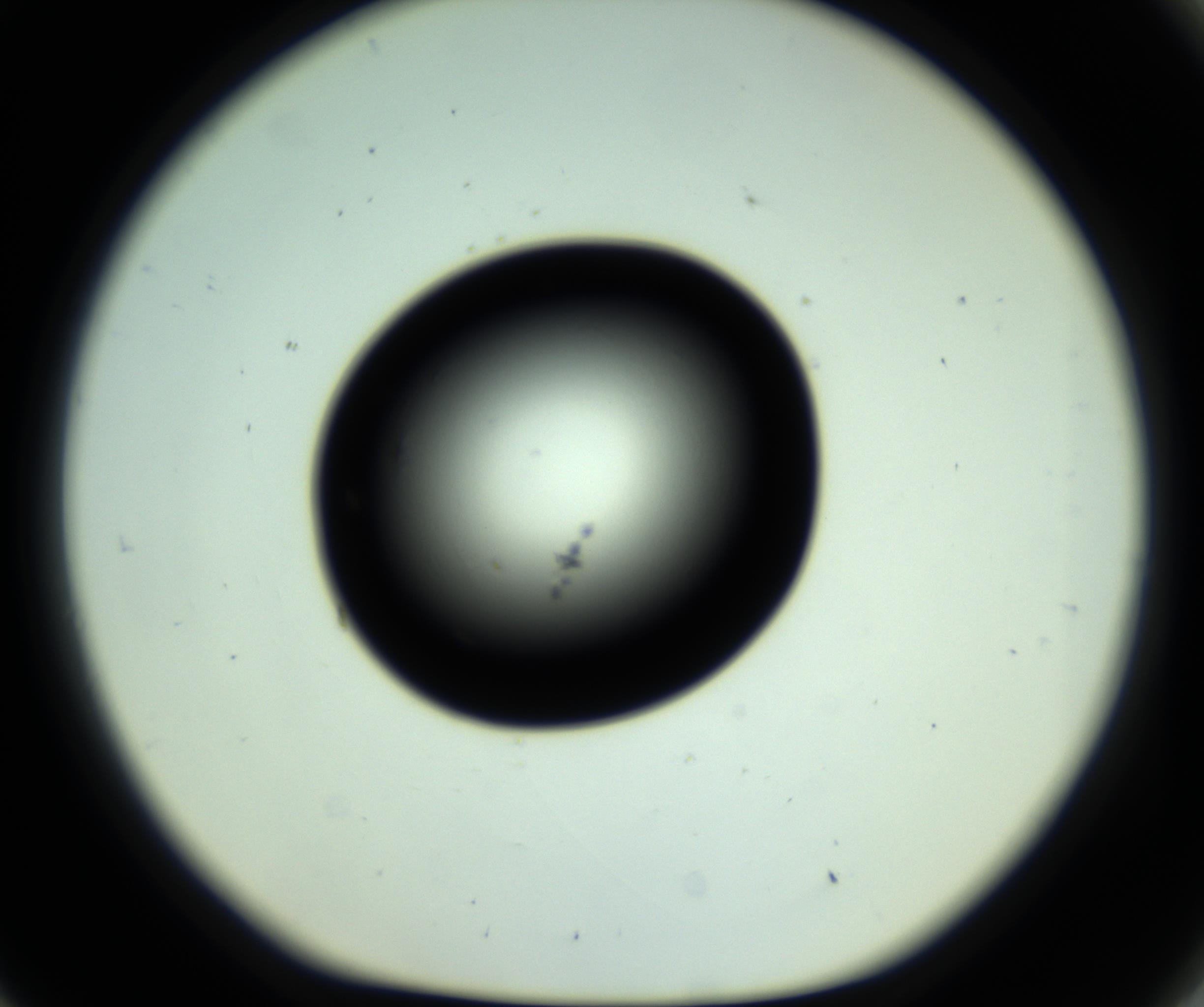 RI01_03_000_0212_Proj1_Clon1_MC_0000MC102808_006_161013_09_08_01_00_98_002_001_RAI.jpg