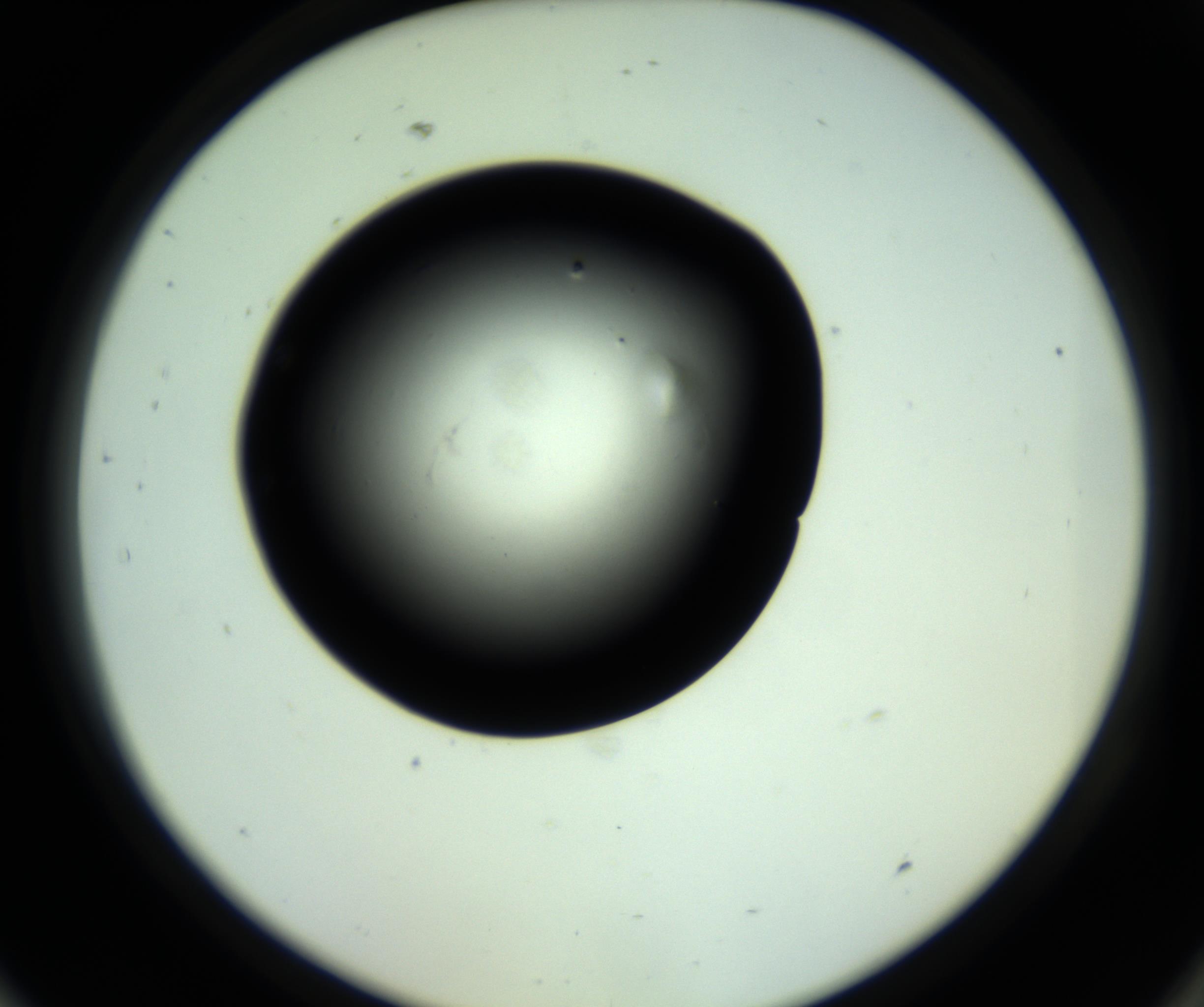 RI01_03_000_0212_Proj1_Clon1_MC_0000MC102808_006_161013_09_08_02_00_98_002_001_RAI.jpg