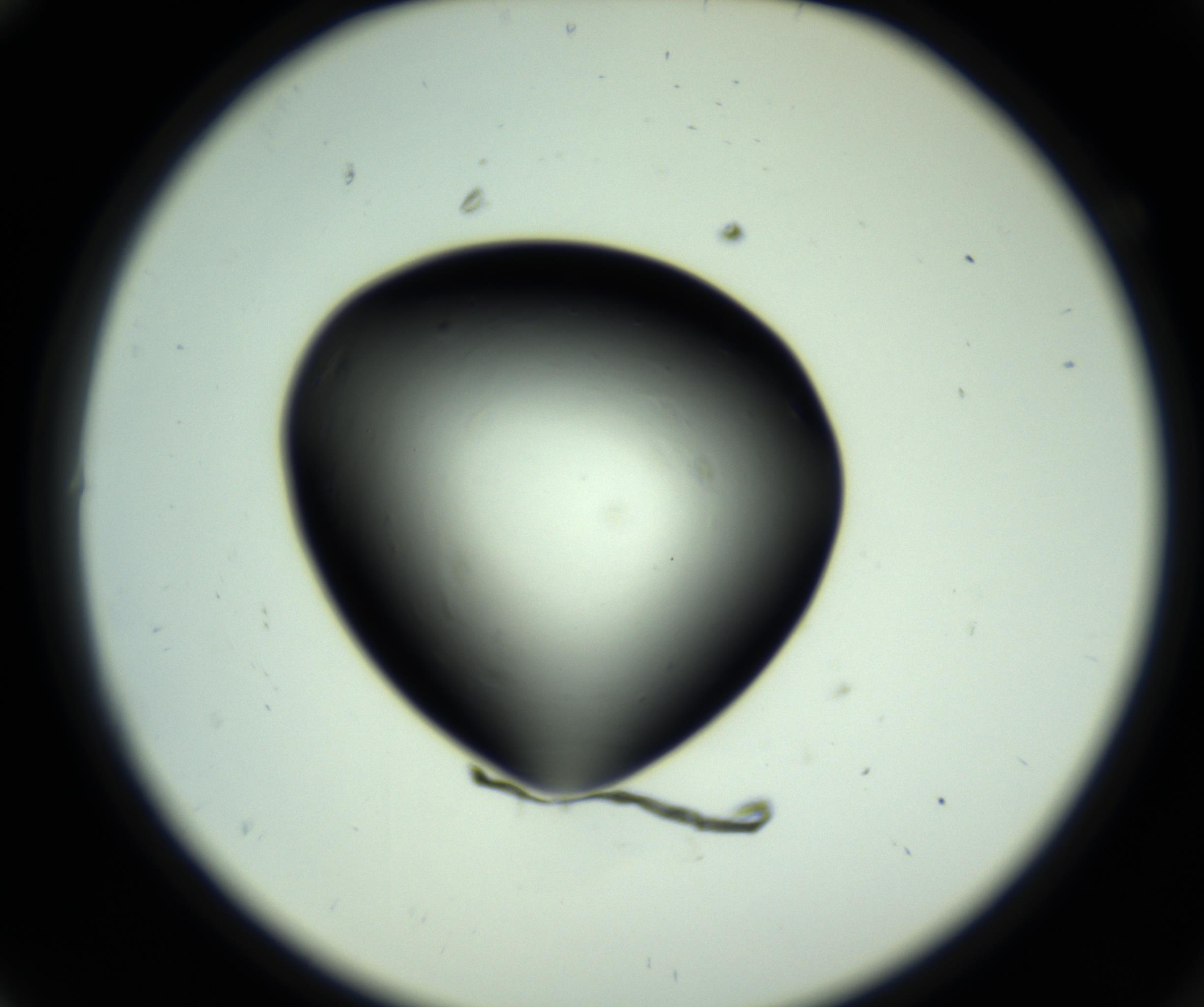RI01_03_000_0212_Proj1_Clon1_MC_0000MC102808_006_161013_10_01_02_00_98_002_001_RAI.jpg