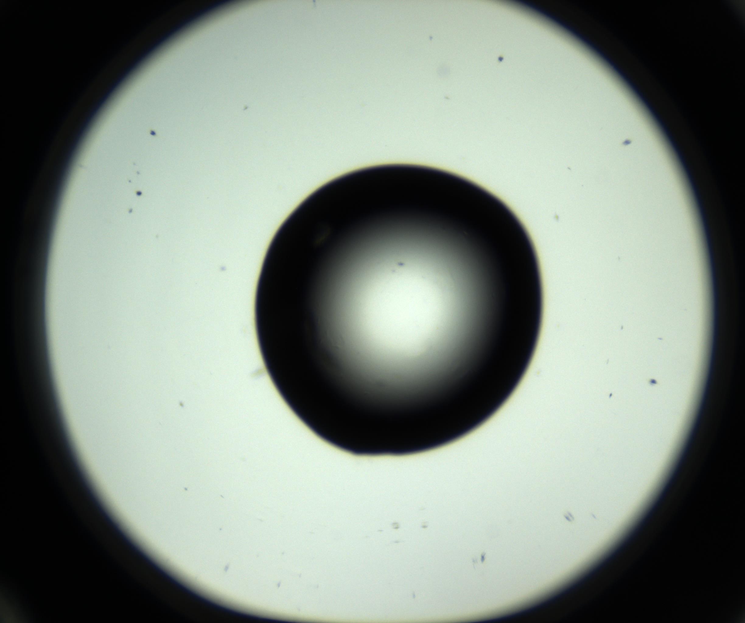 RI01_03_000_0212_Proj1_Clon1_MC_0000MC102808_006_161013_10_02_01_00_98_002_001_RAI.jpg