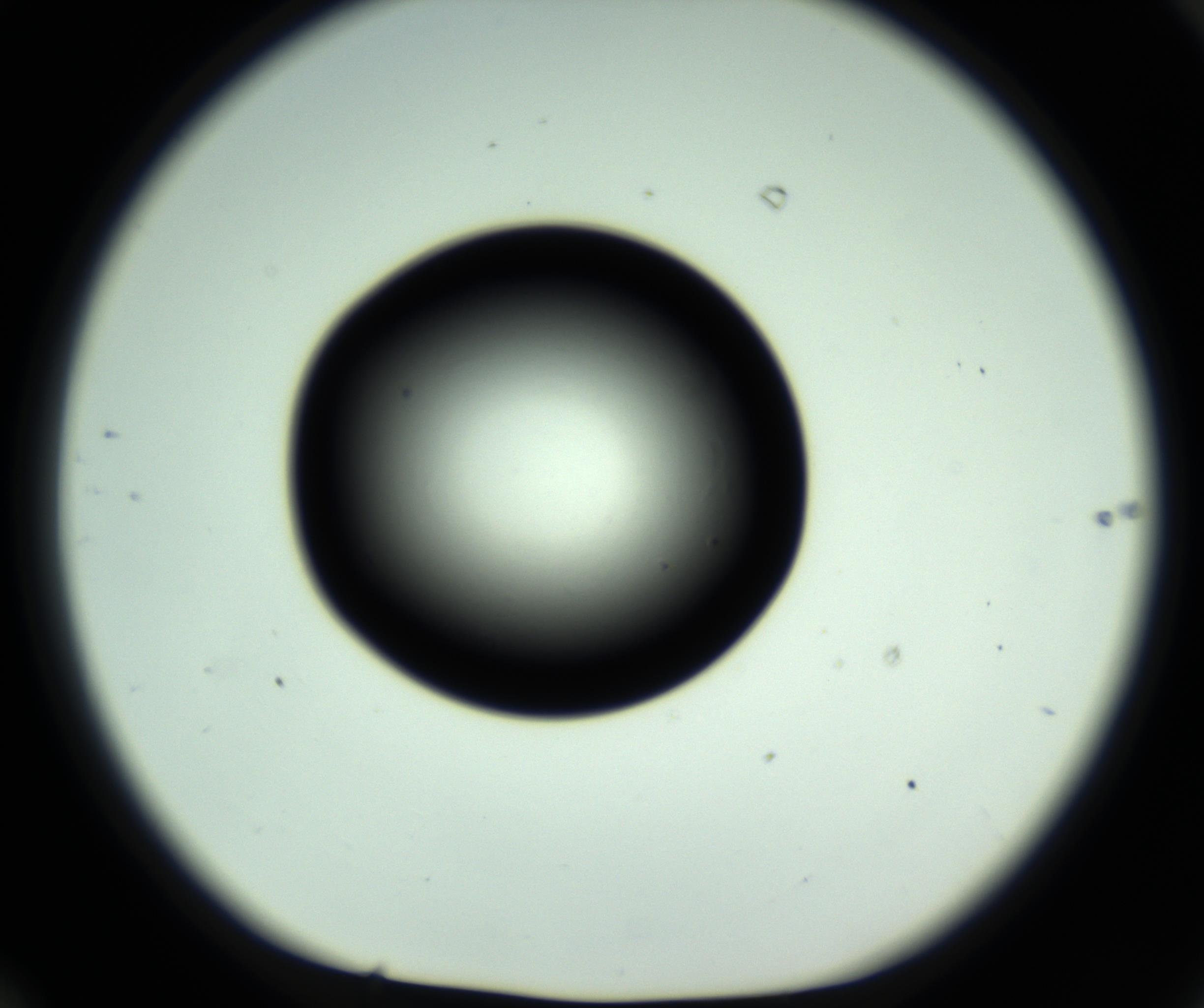 RI01_03_000_0212_Proj1_Clon1_MC_0000MC102808_006_161013_10_06_01_00_98_002_001_RAI.jpg