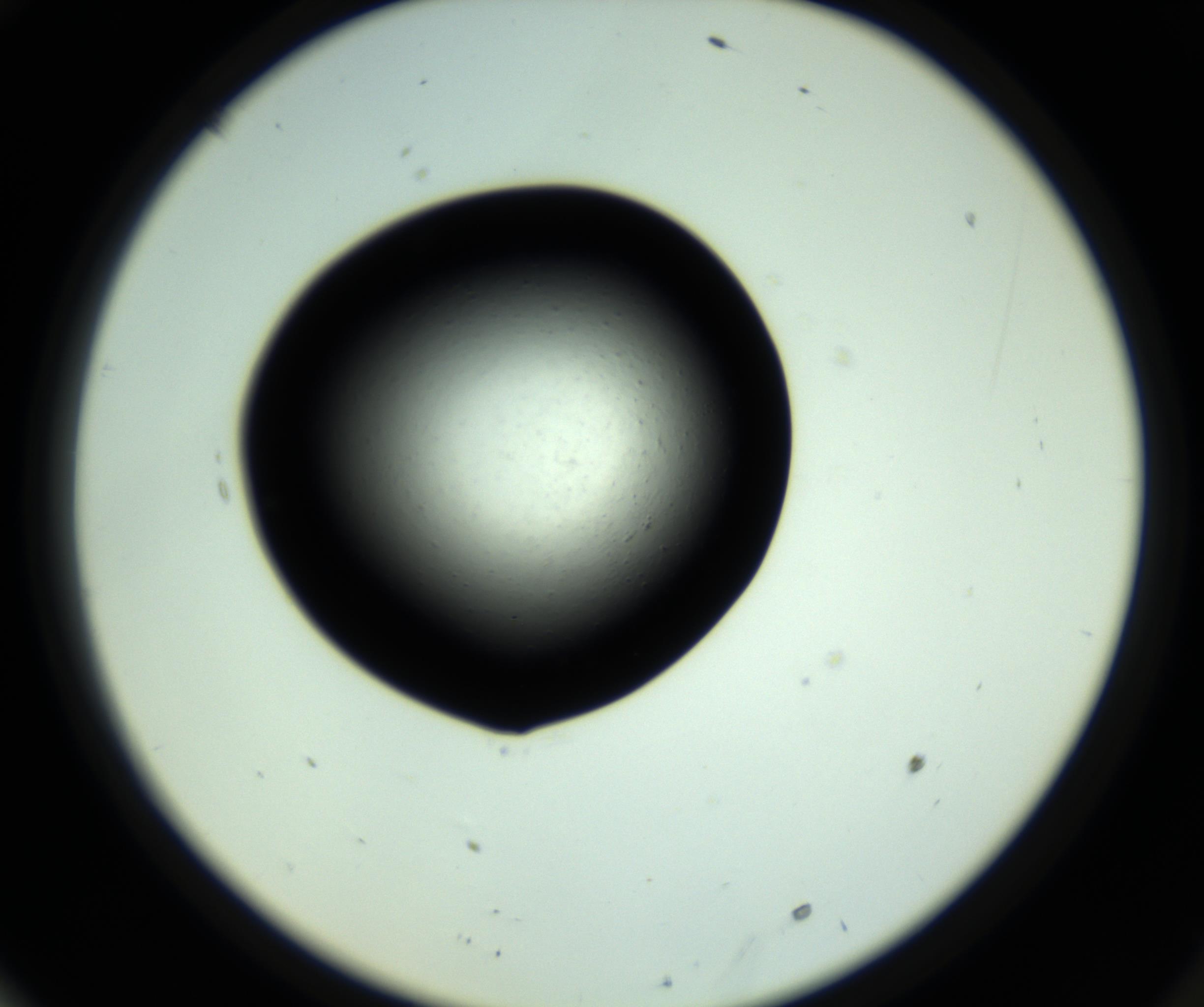 RI01_03_000_0212_Proj1_Clon1_MC_0000MC102808_006_161013_10_06_02_00_98_002_001_RAI.jpg