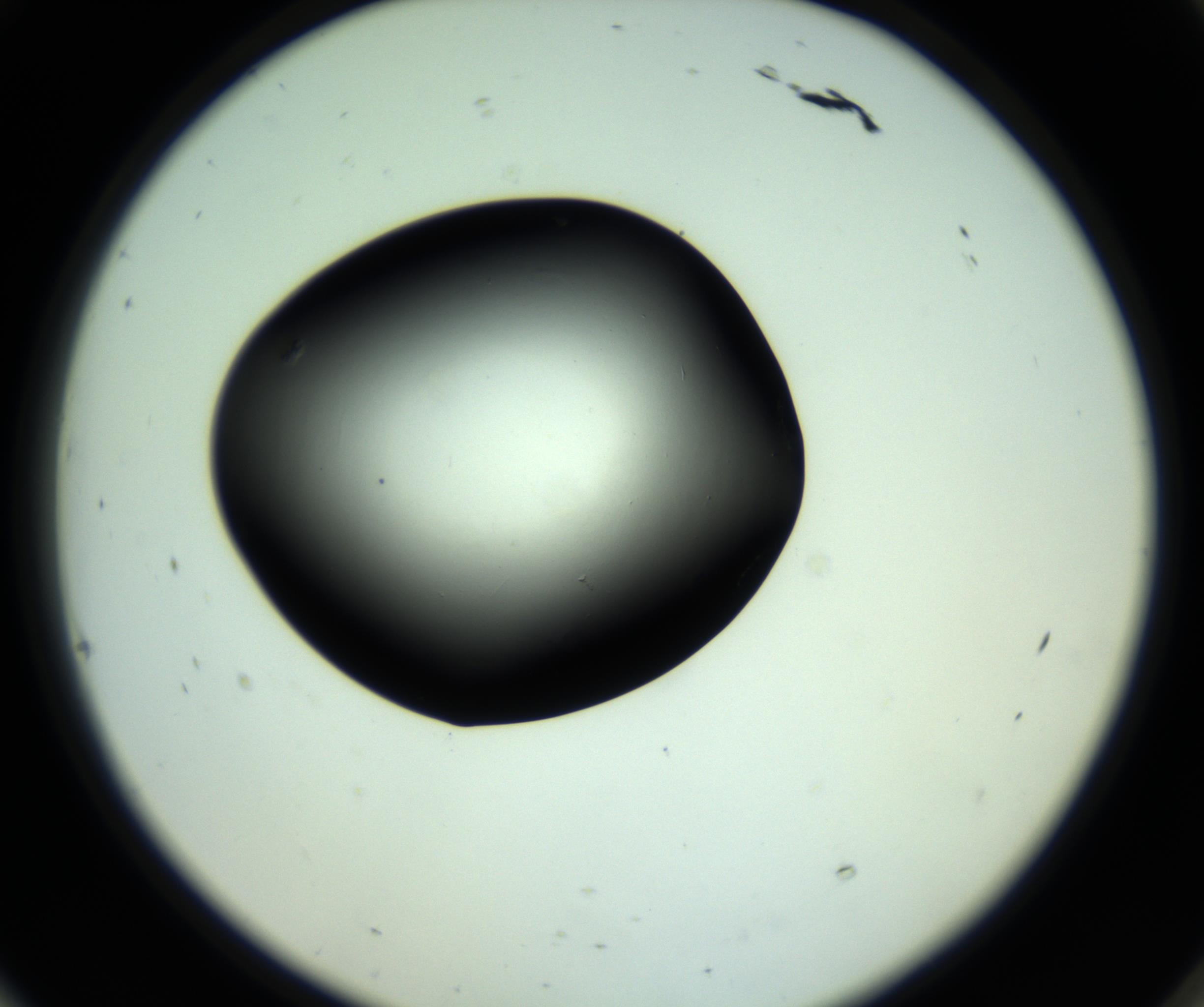 RI01_03_000_0212_Proj1_Clon1_MC_0000MC102808_006_161013_10_08_02_00_98_002_001_RAI.jpg