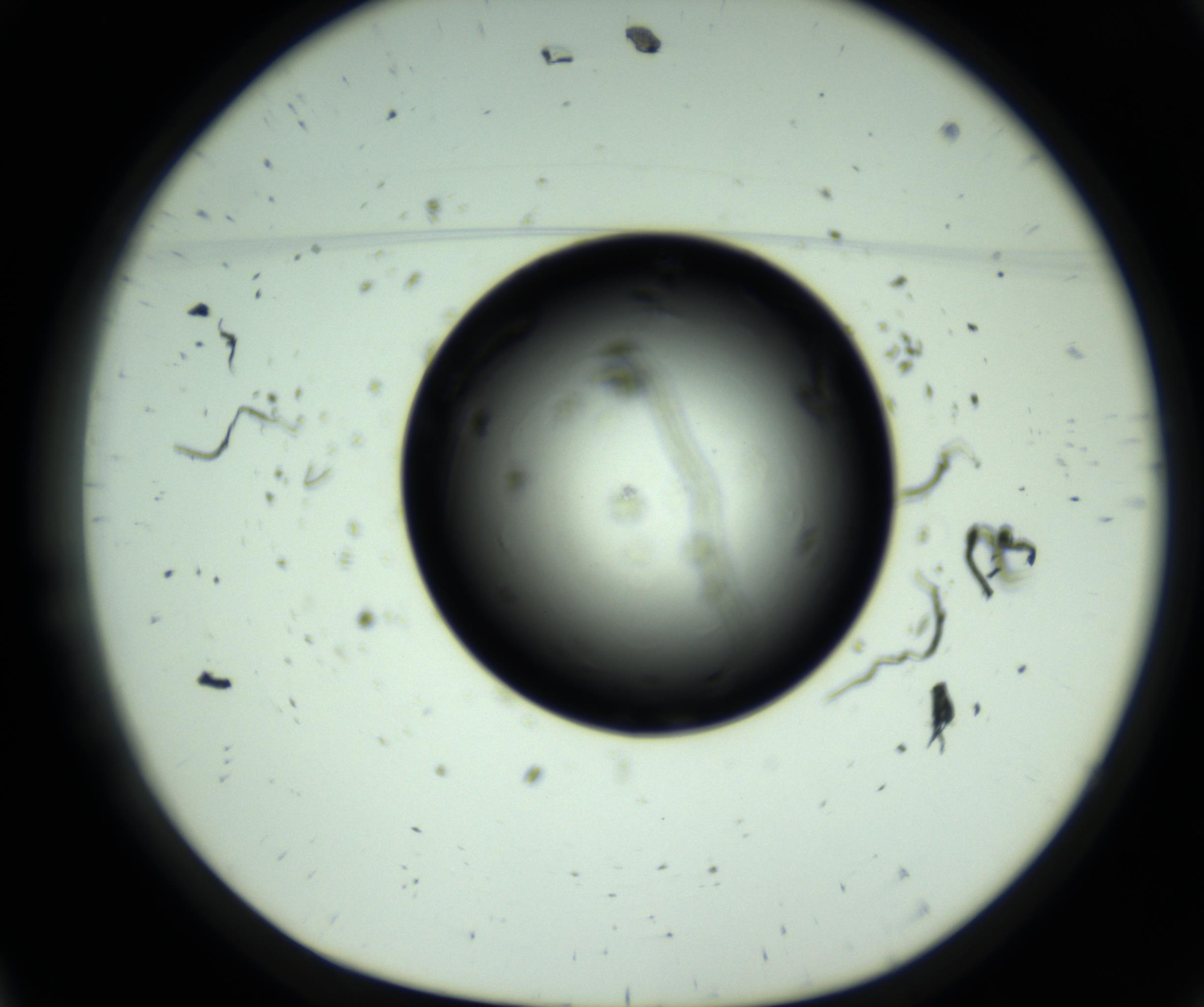 RI01_03_000_0212_Proj1_Clon1_MC_0000MC102808_006_161013_11_01_01_00_98_002_001_RAI.jpg