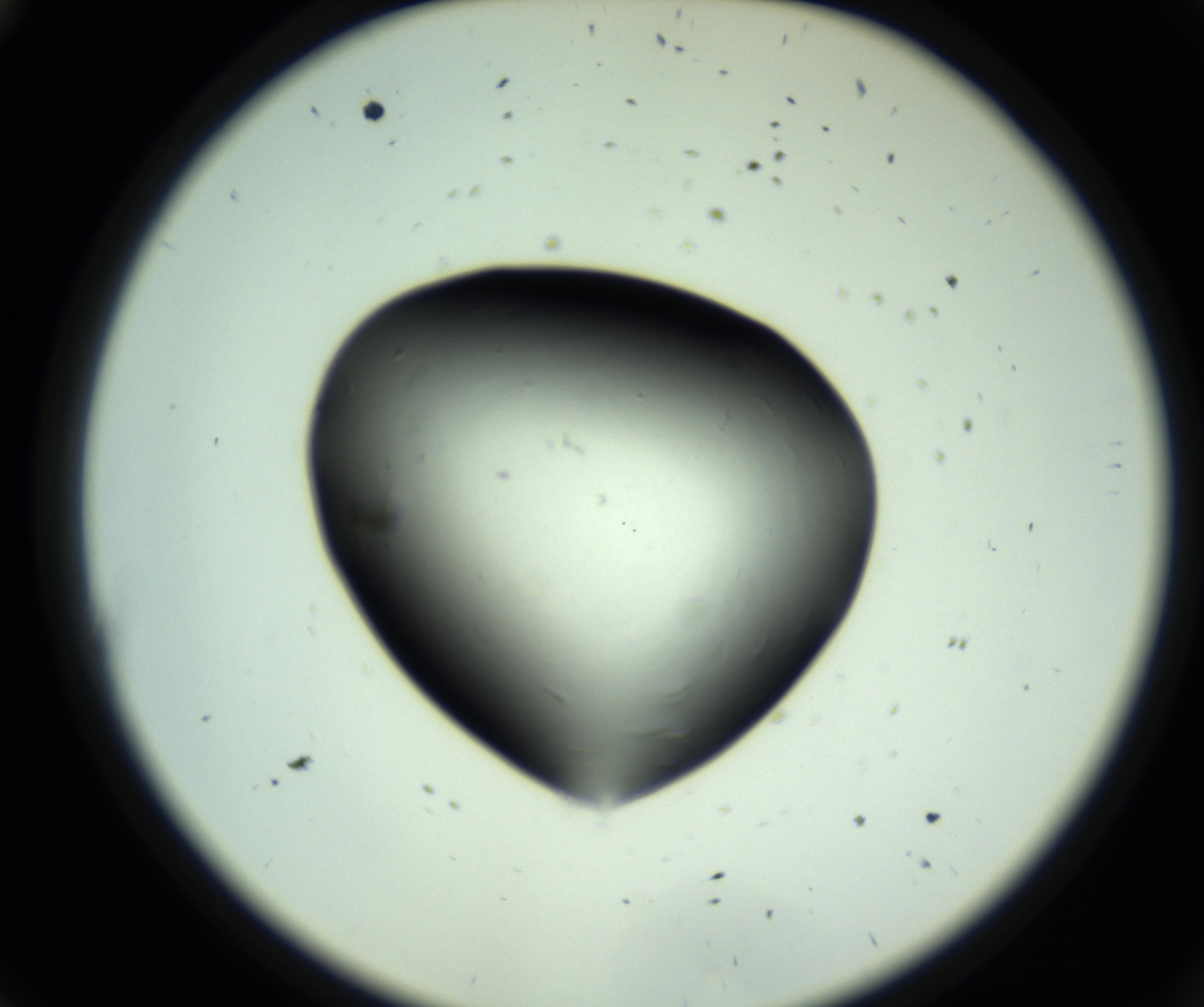 RI01_03_000_0212_Proj1_Clon1_MC_0000MC102808_006_161013_11_01_02_00_98_002_001_RAI.jpg