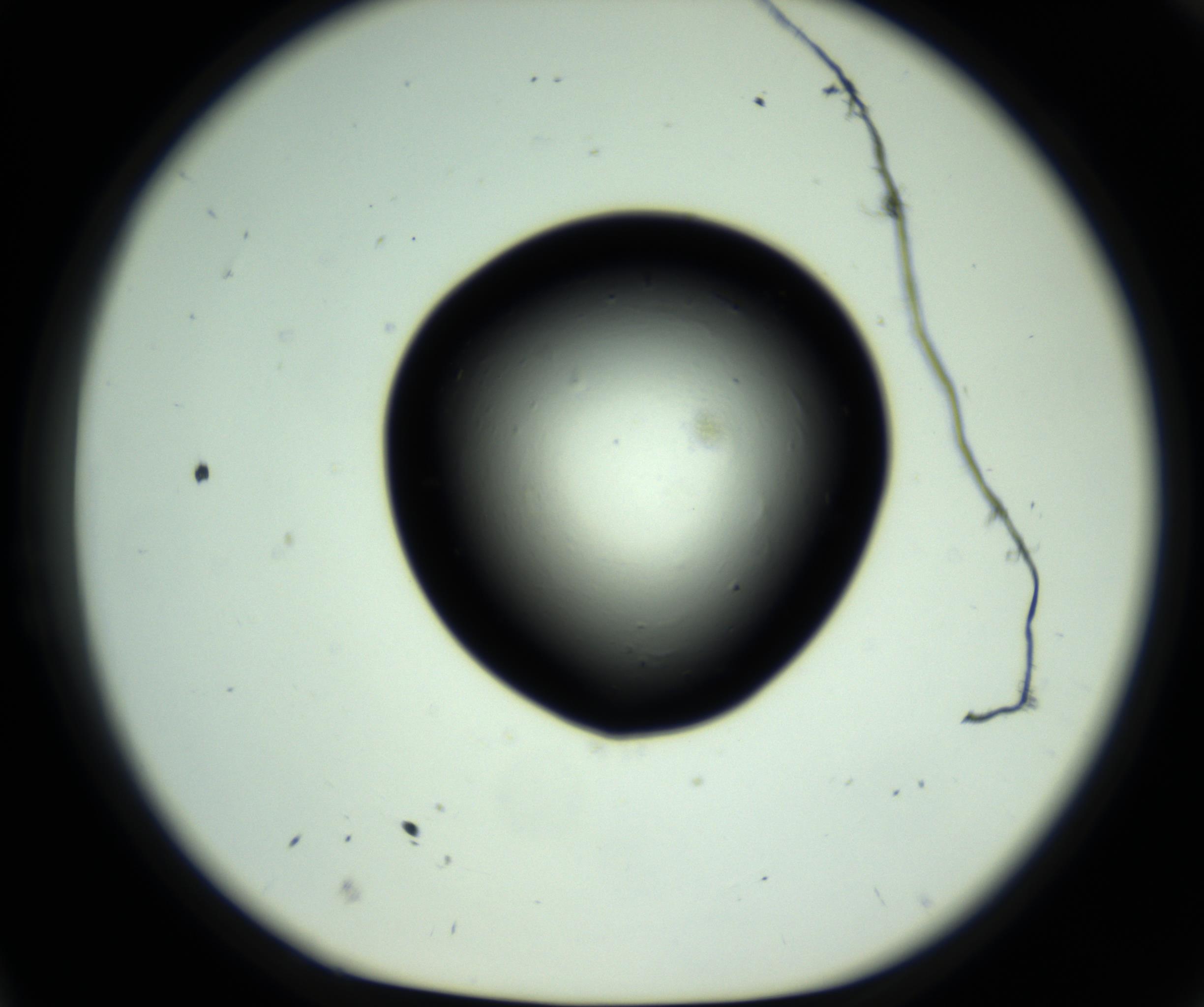 RI01_03_000_0212_Proj1_Clon1_MC_0000MC102808_006_161013_11_02_01_00_98_002_001_RAI.jpg