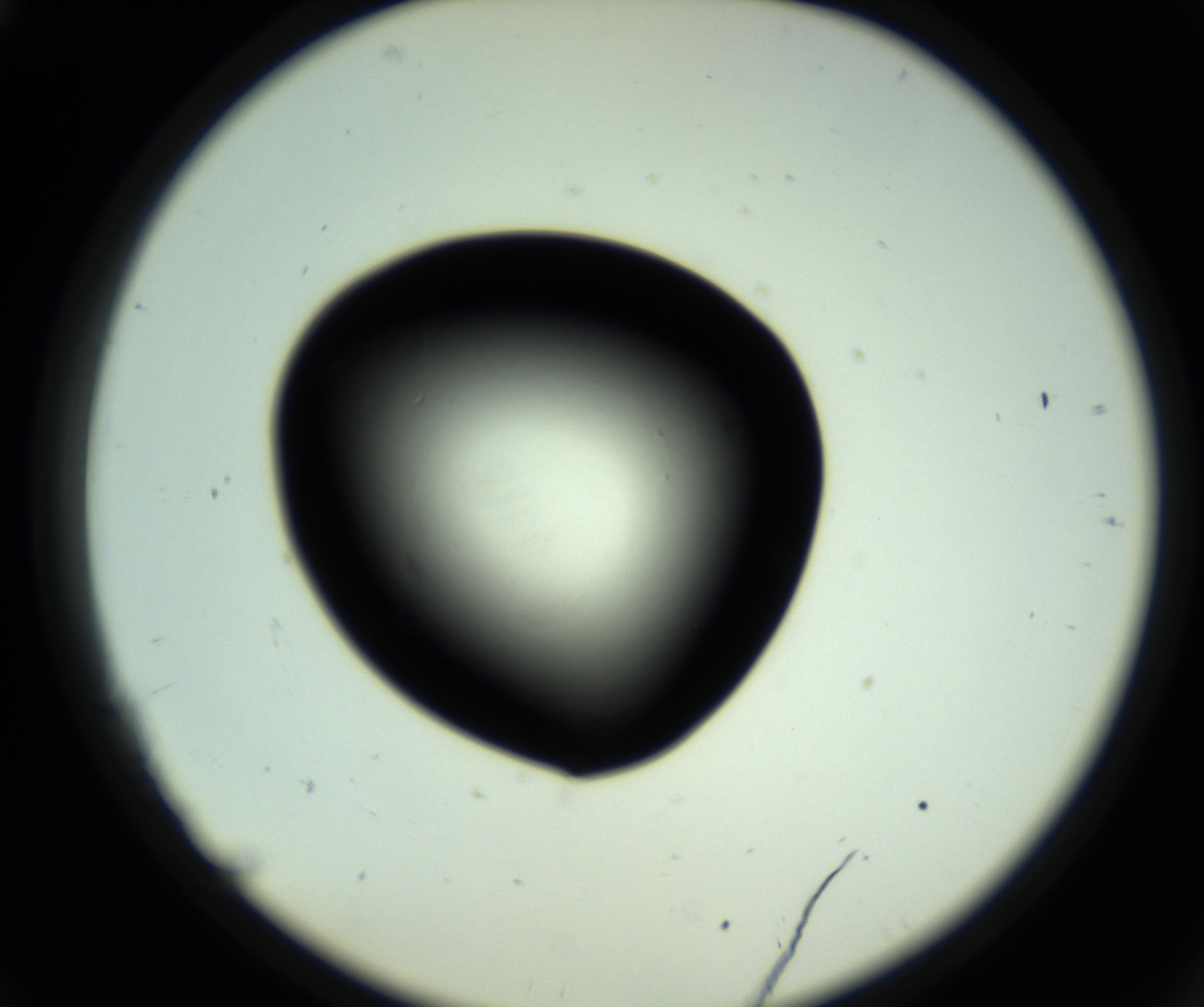 RI01_03_000_0212_Proj1_Clon1_MC_0000MC102808_006_161013_11_02_02_00_98_002_001_RAI.jpg
